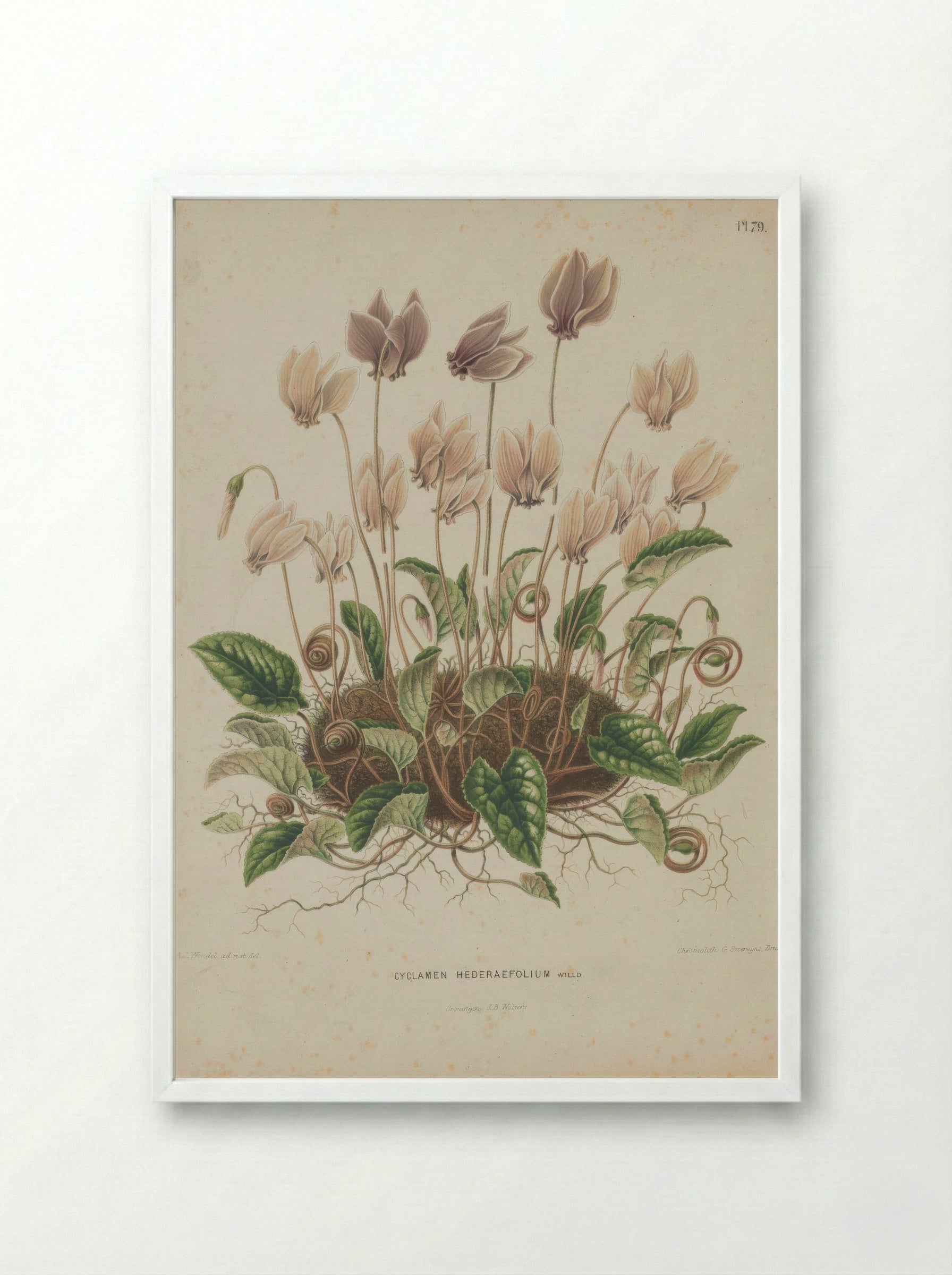 Cyclamen Hederifolium Aiton - A. J. Wendel - Framed Print White