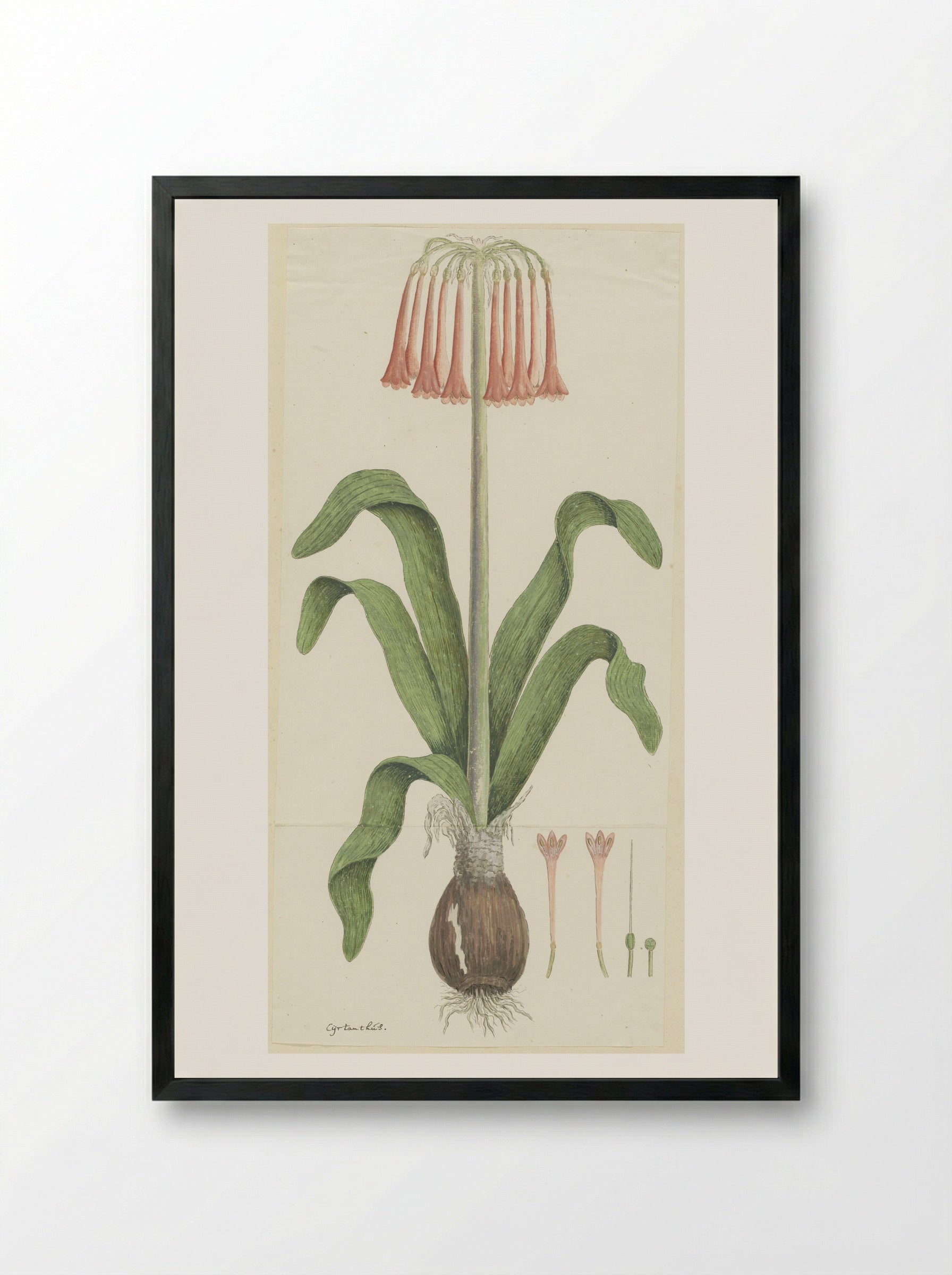 Cyrtanthus carneus - Robert Jacob Gordon - Framed Print Black