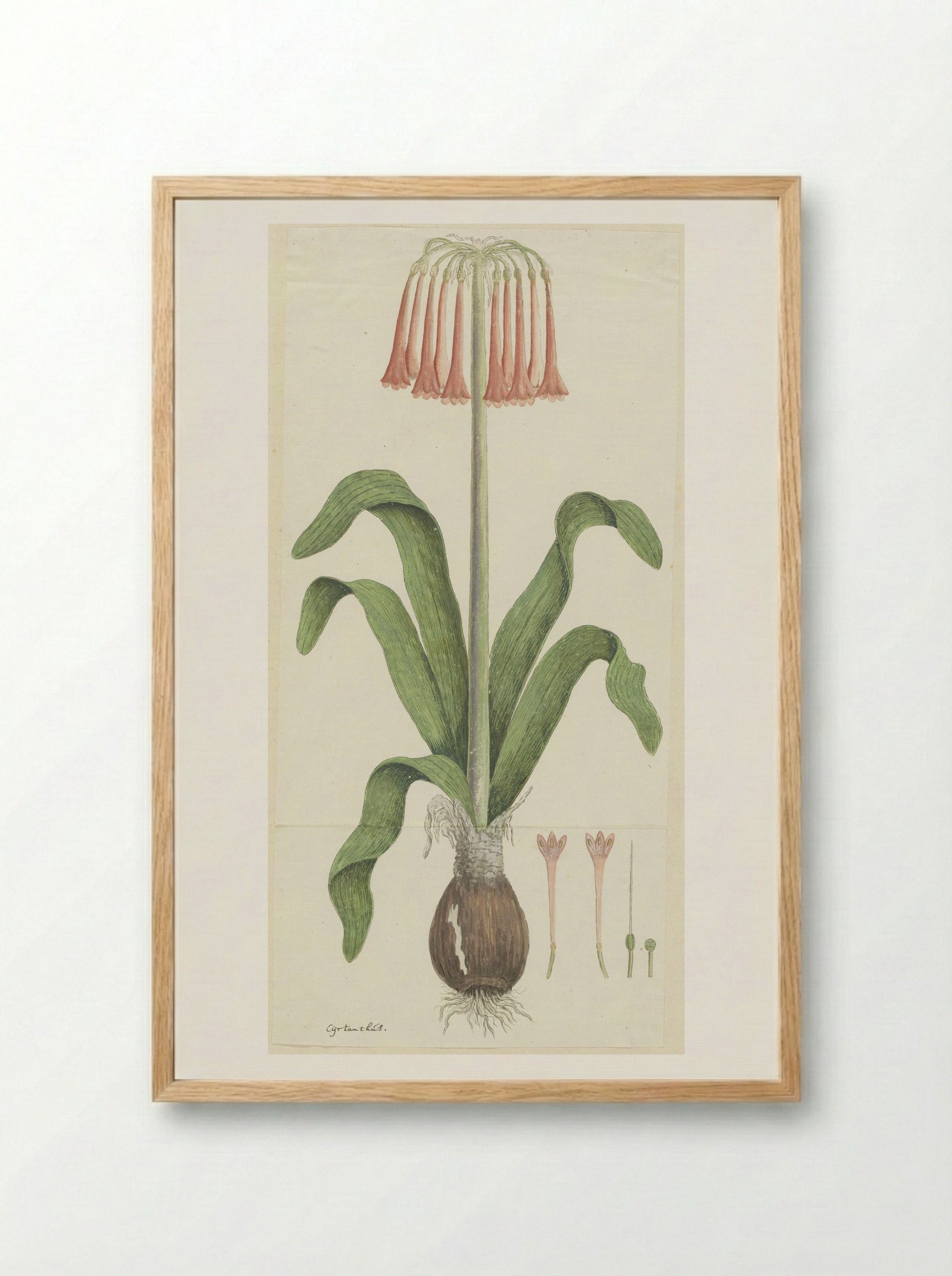Cyrtanthus carneus - Robert Jacob Gordon - Framed Print Wood