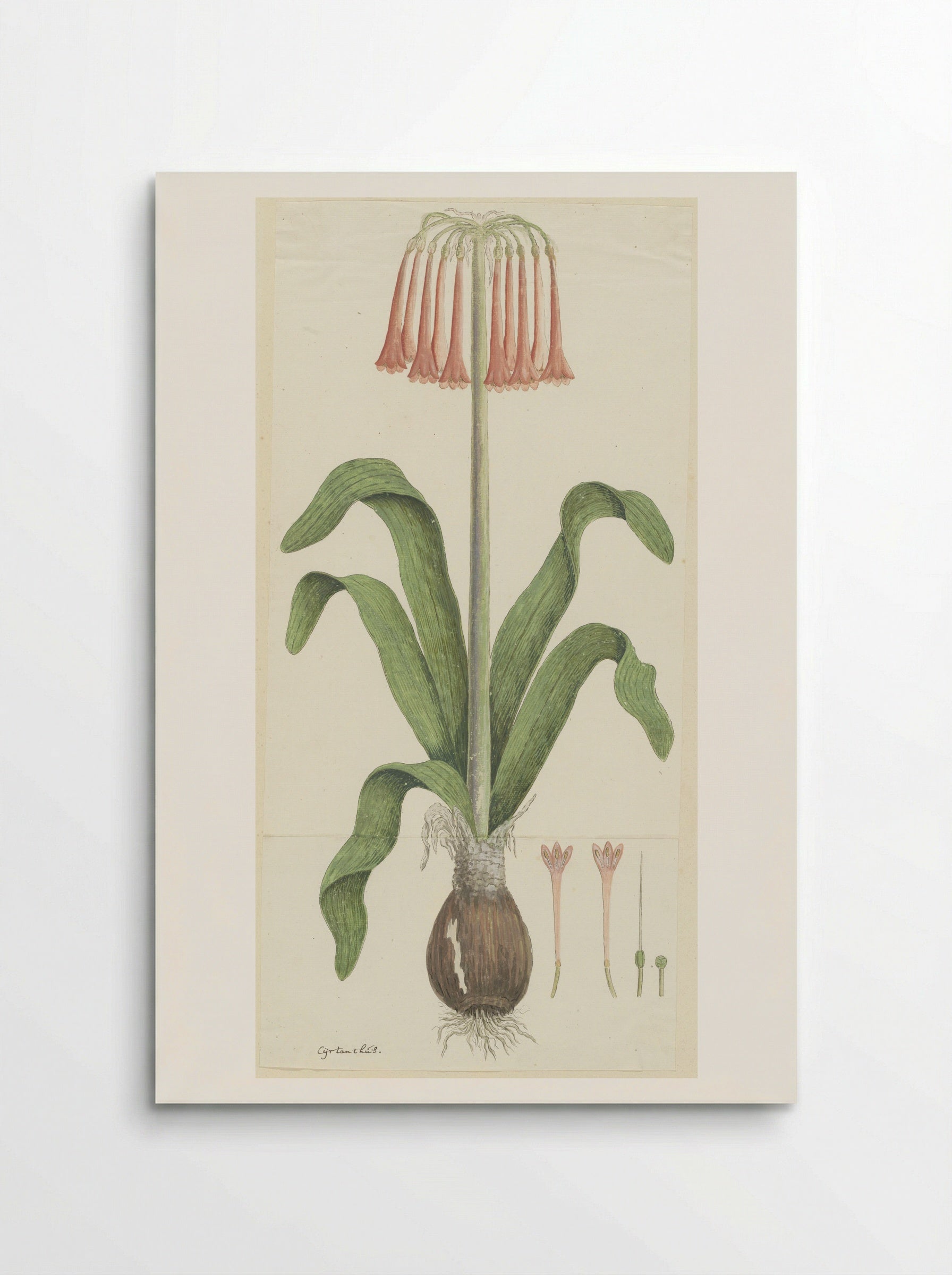 Cyrtanthus carneus - Robert Jacob Gordon - Poster