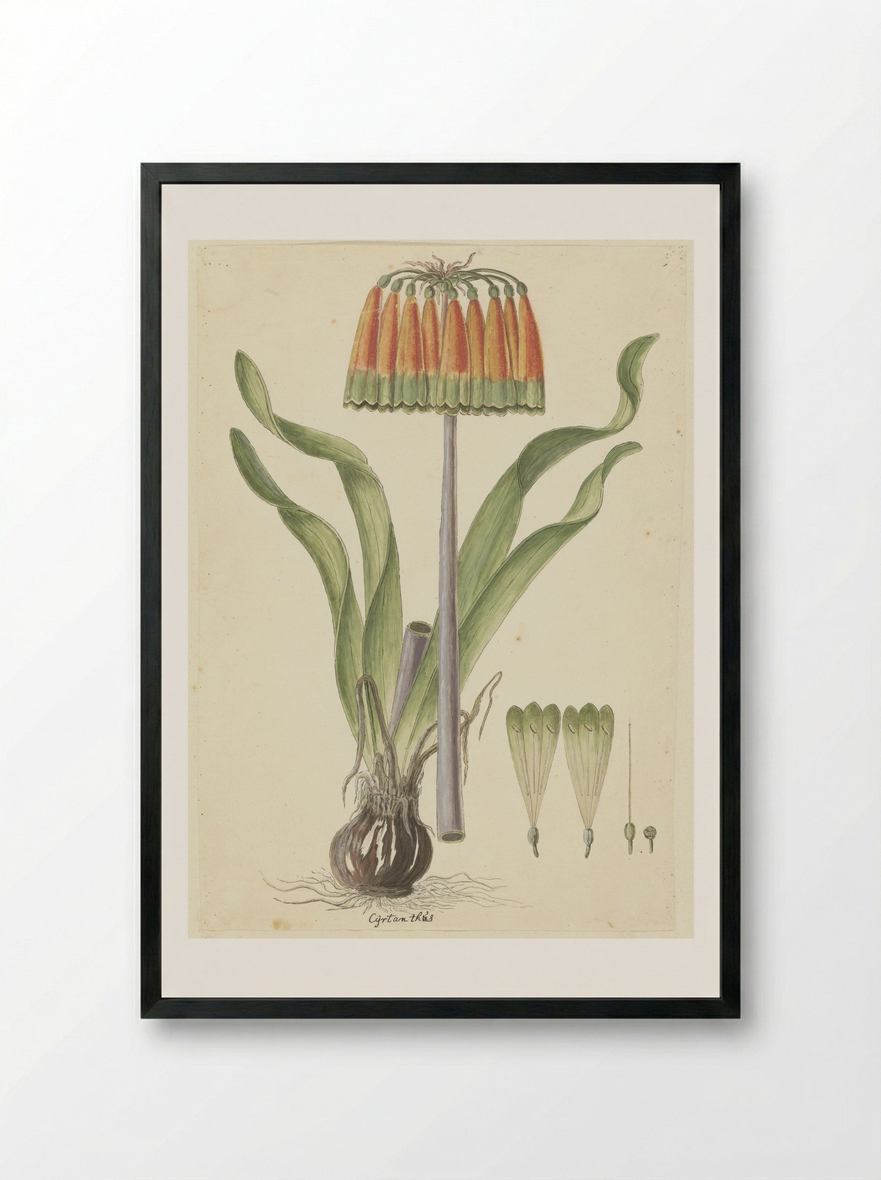 Cyrtanthus obliquus - Robert Jacob Gordon - Framed Print Black