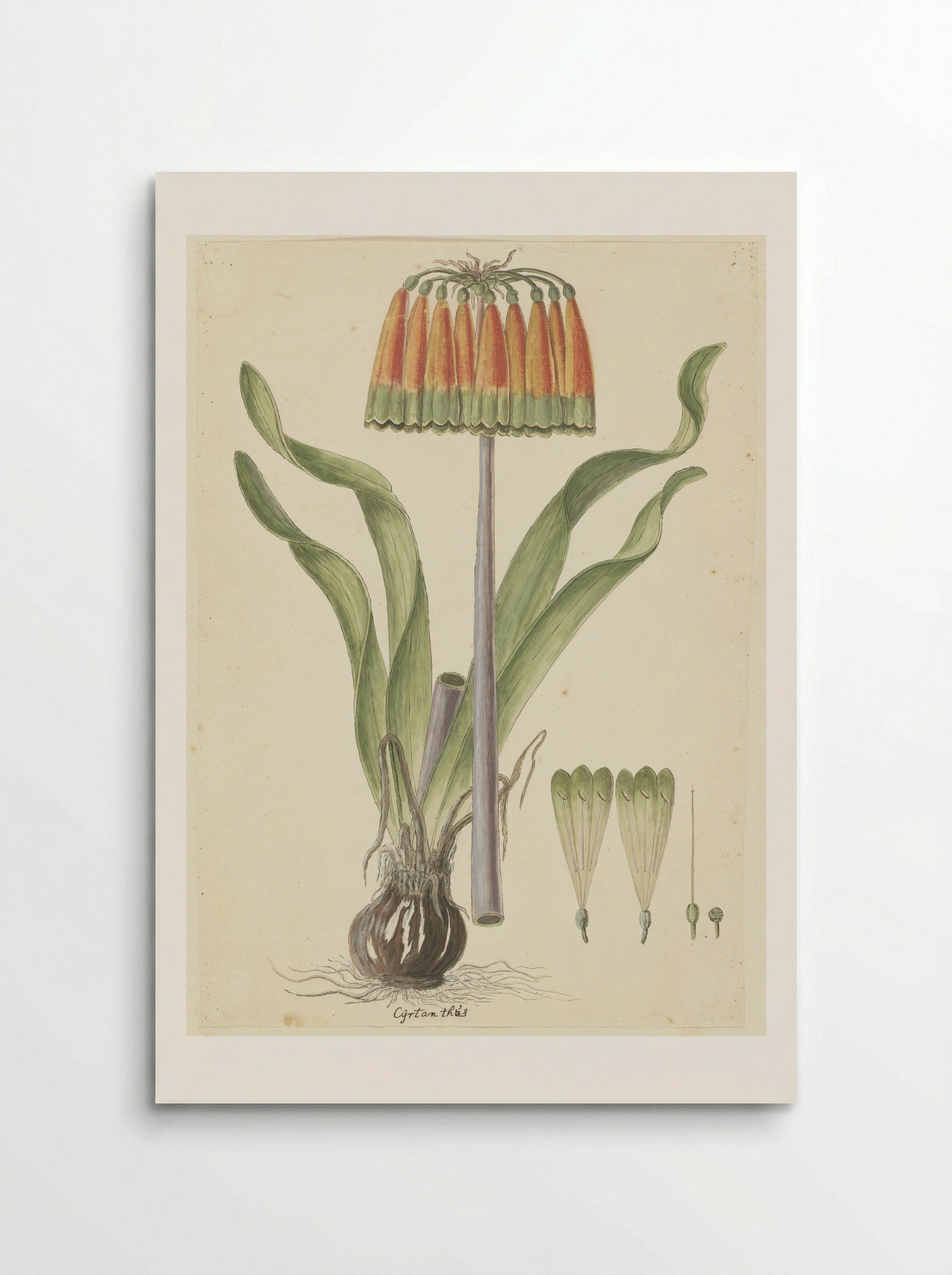 Cyrtanthus obliquus - Robert Jacob Gordon - Poster