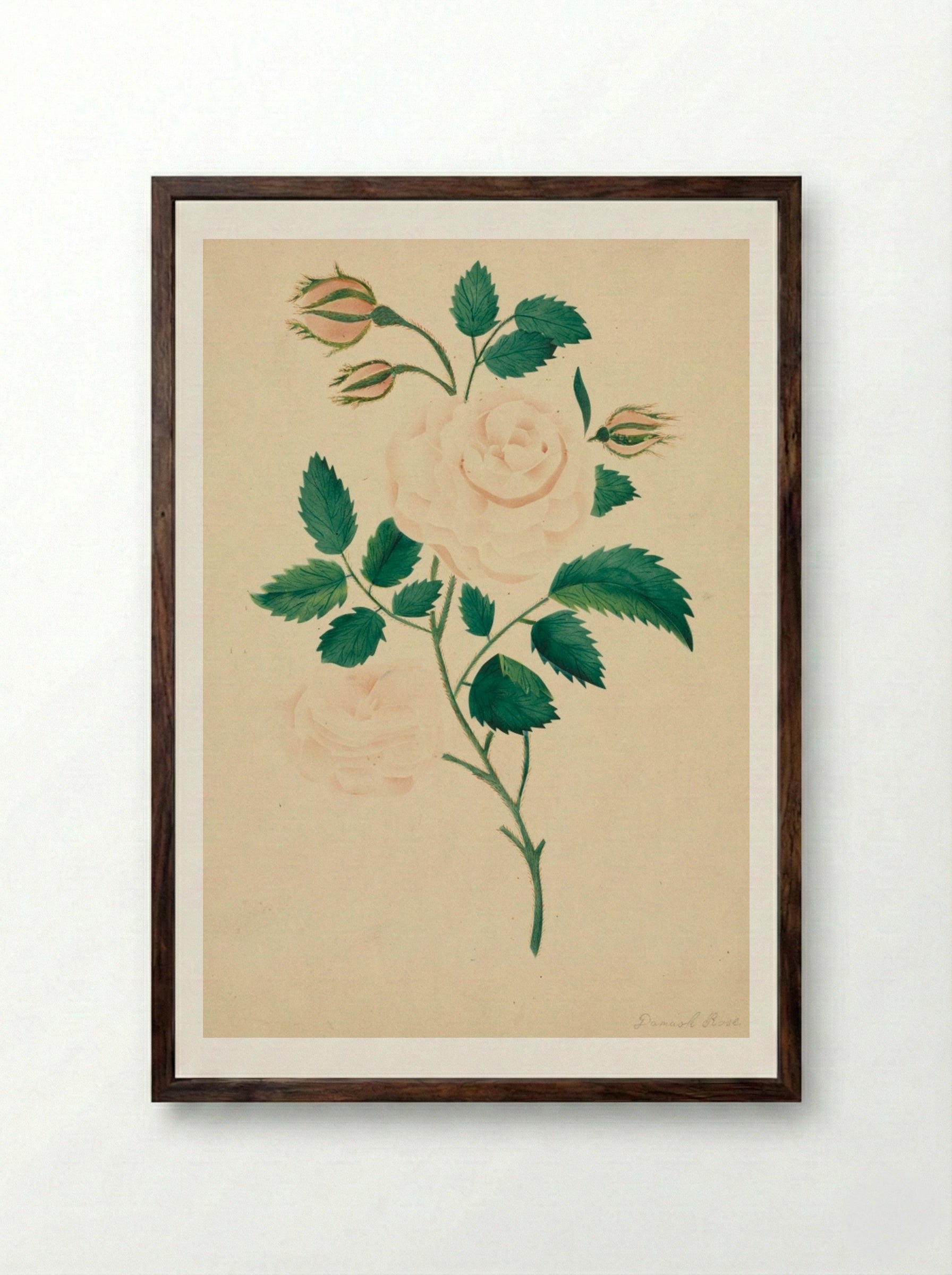 Damask Rose - Mary Altha Nims - Framed Print Dark Wood