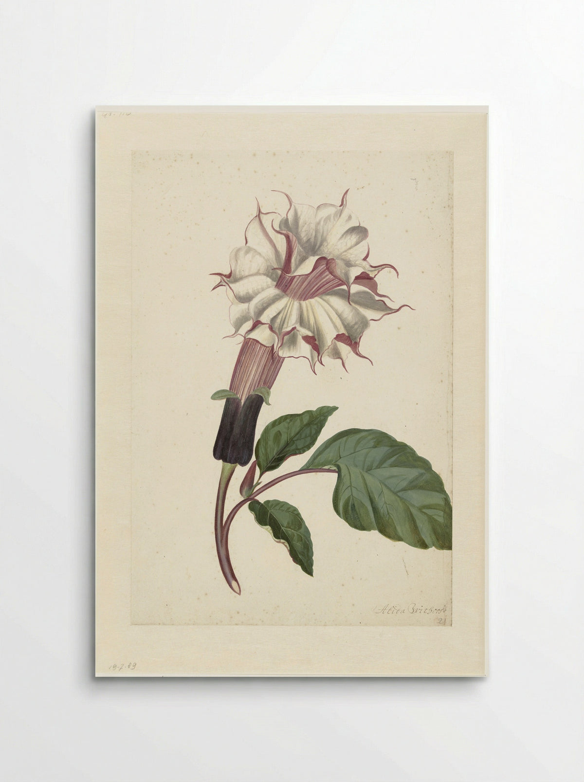 Datura (Datura metel) - Alida Withoos - Poster