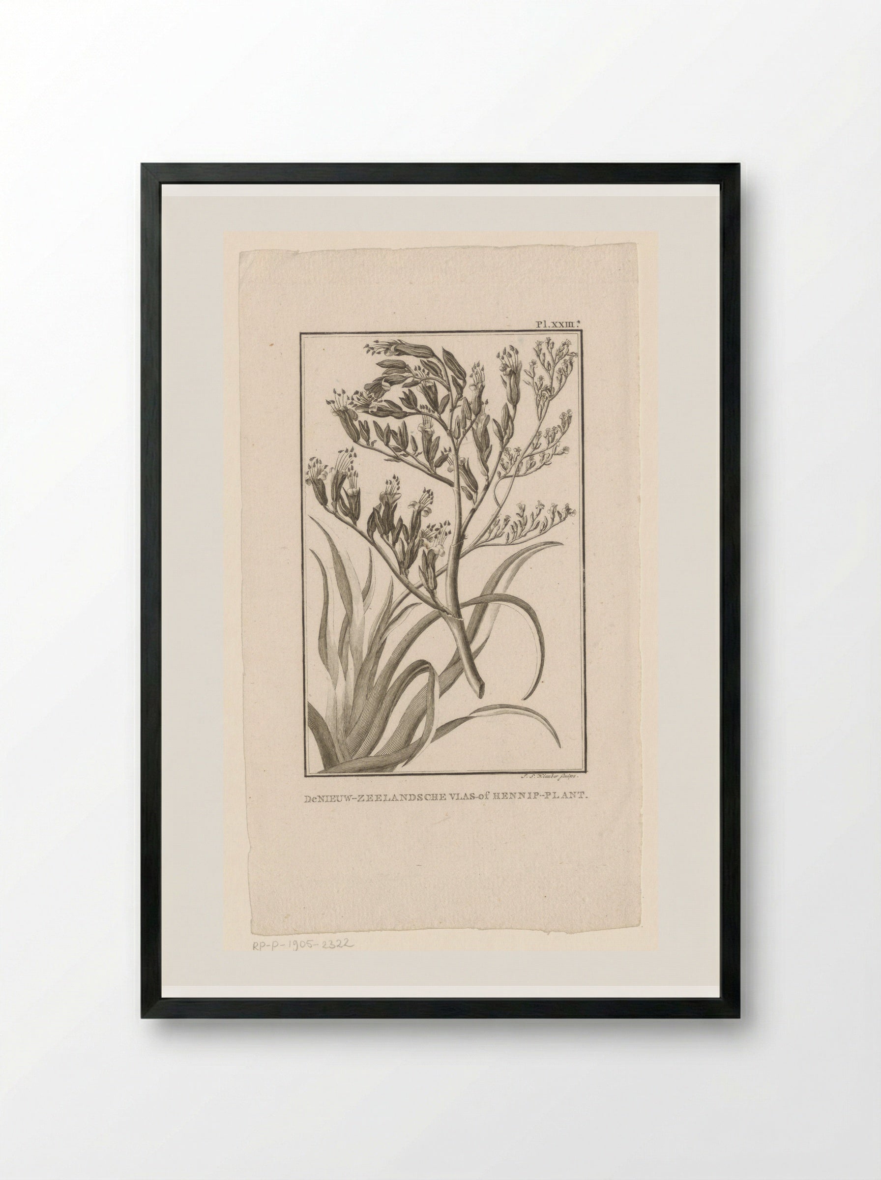 De Nieuw-Zeelandsche Vlas-of Hennip-plant - J.S. Klauber - Framed Print Black