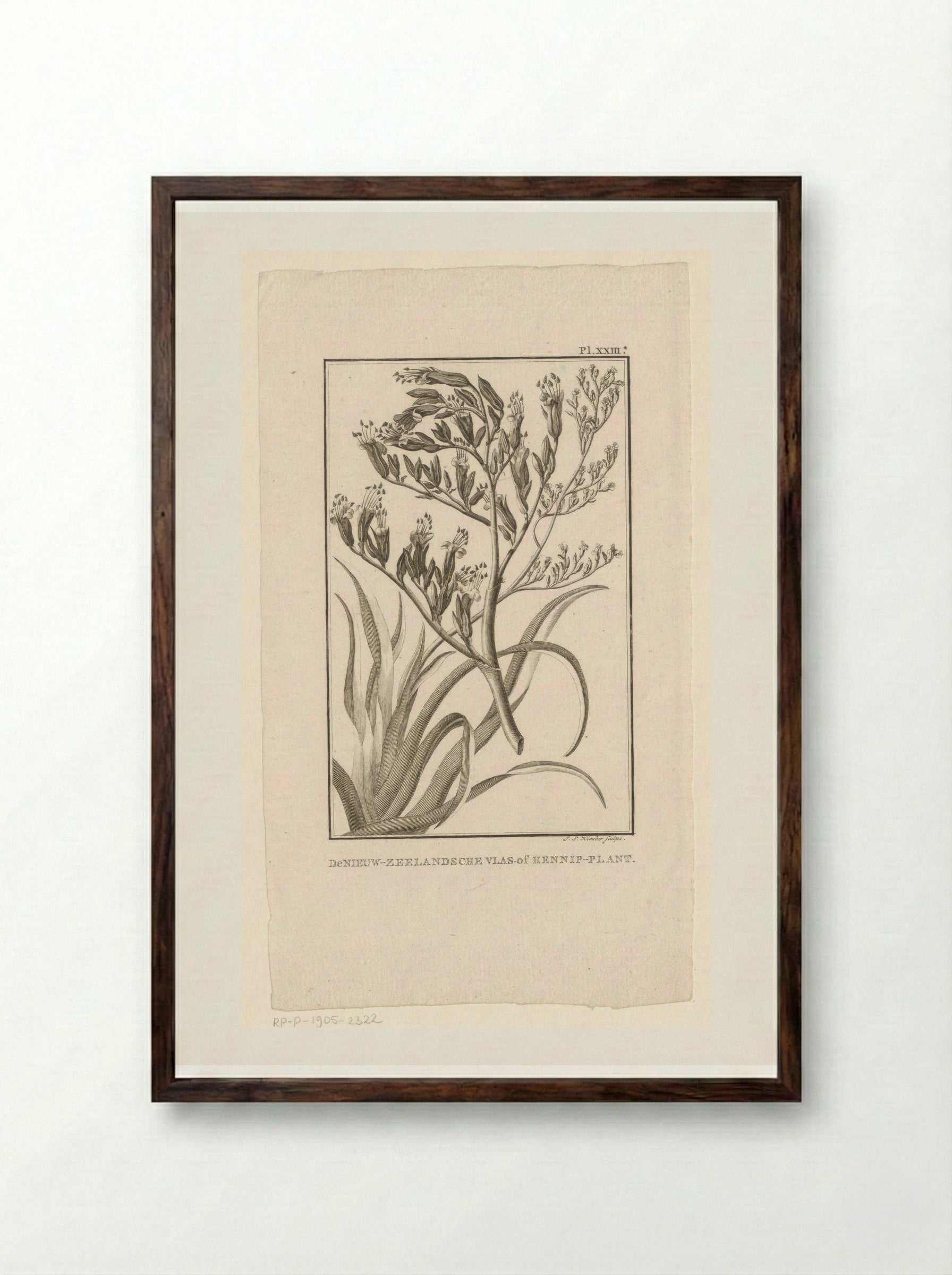 De Nieuw-Zeelandsche Vlas-of Hennip-plant - J.S. Klauber - Framed Print Dark Wood