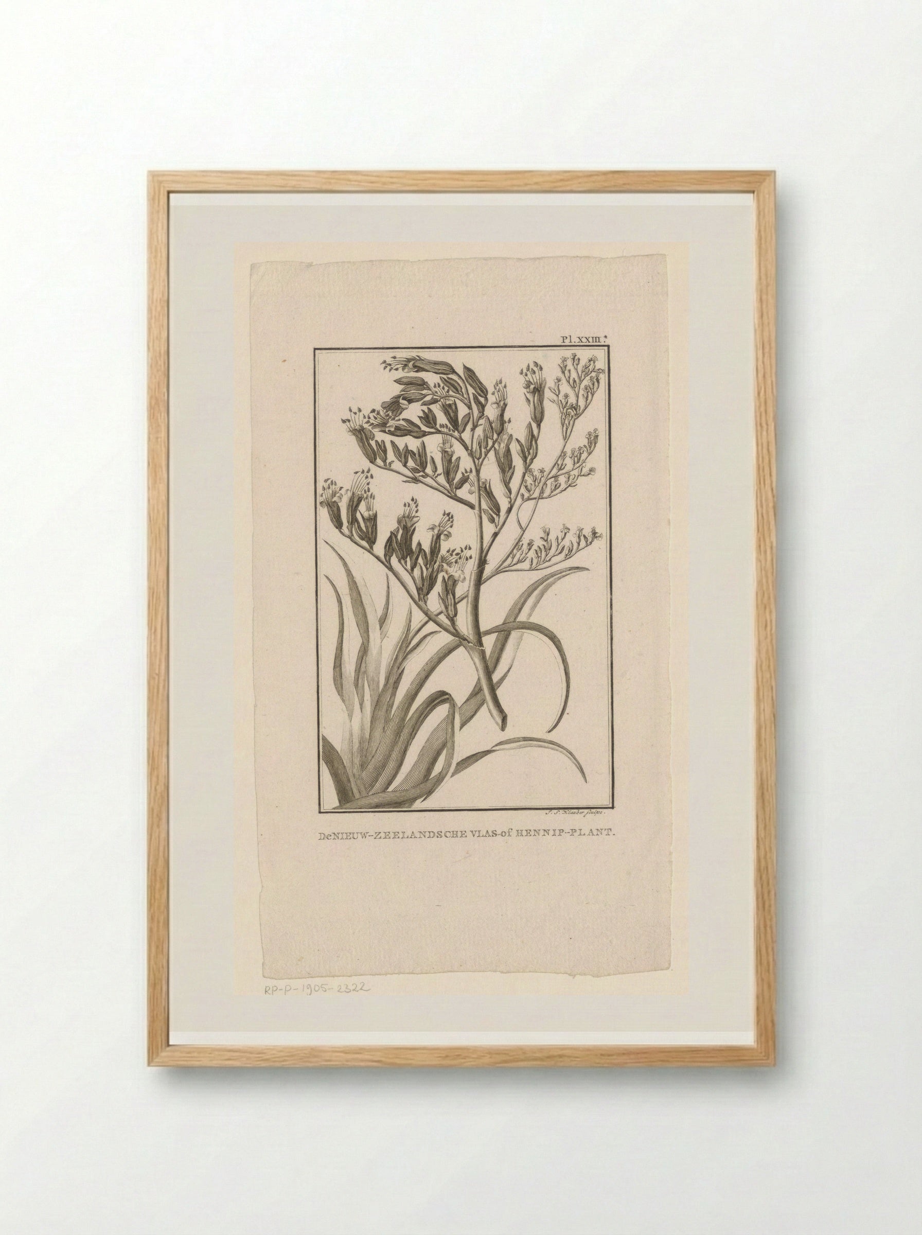 De Nieuw-Zeelandsche Vlas-of Hennip-plant - J.S. Klauber - Framed Print Wood