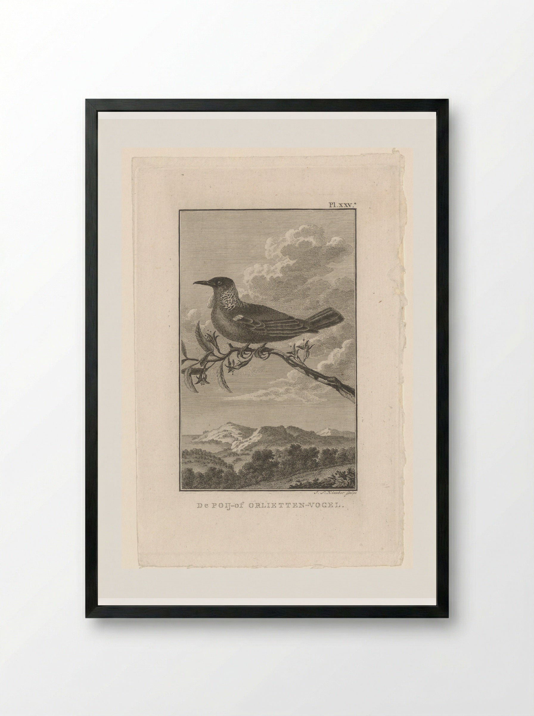 De Poij-of Orlietten-vogel - Joseph Sebastian Klauber - Framed Print Black