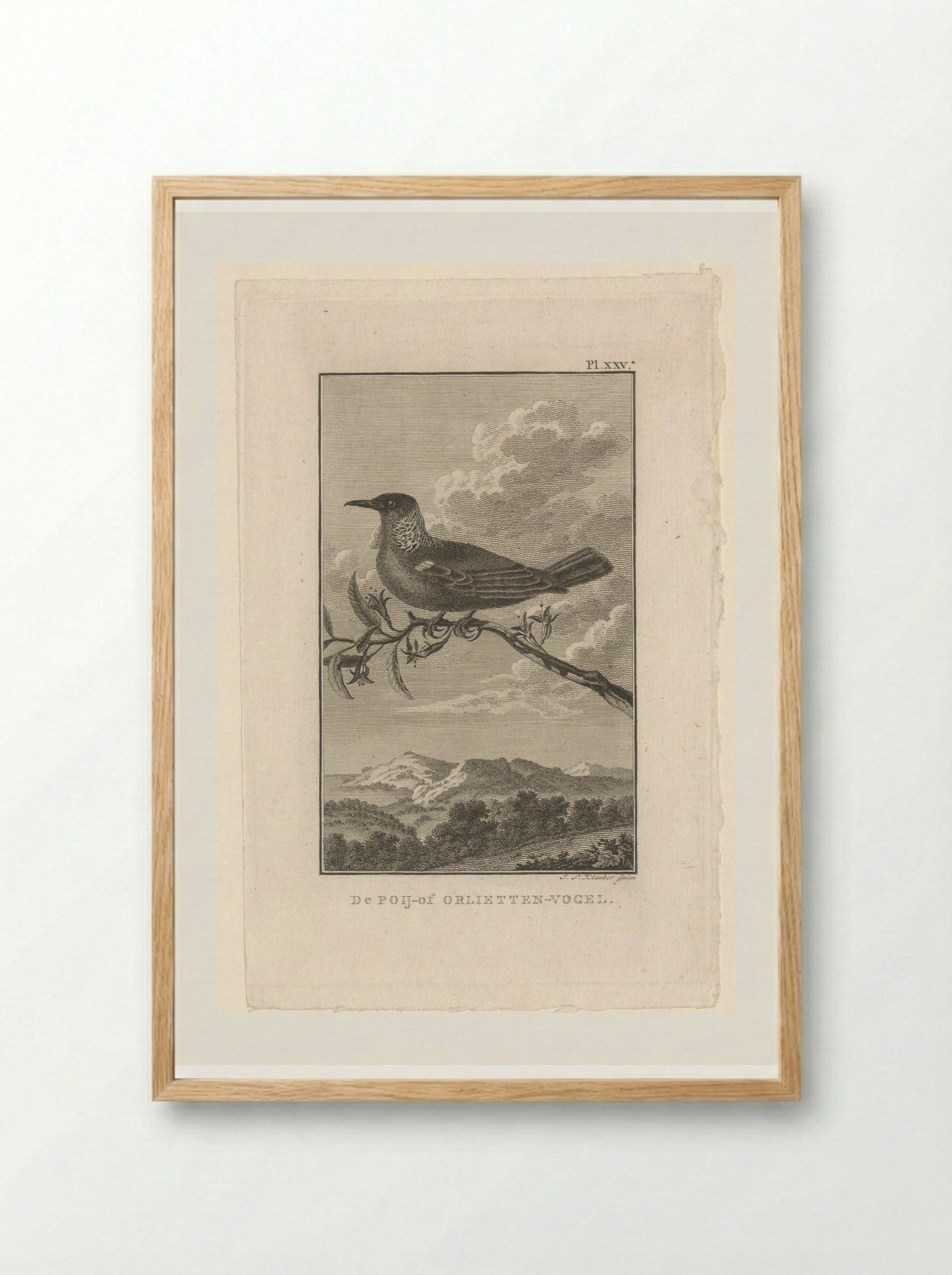 De Poij-of Orlietten-vogel - Joseph Sebastian Klauber - Framed Print Wood