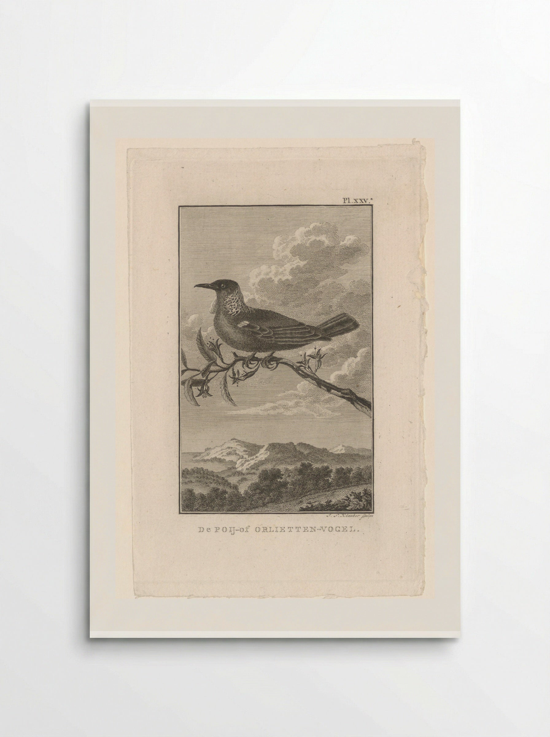 De Poij-of Orlietten-vogel - Joseph Sebastian Klauber - Poster