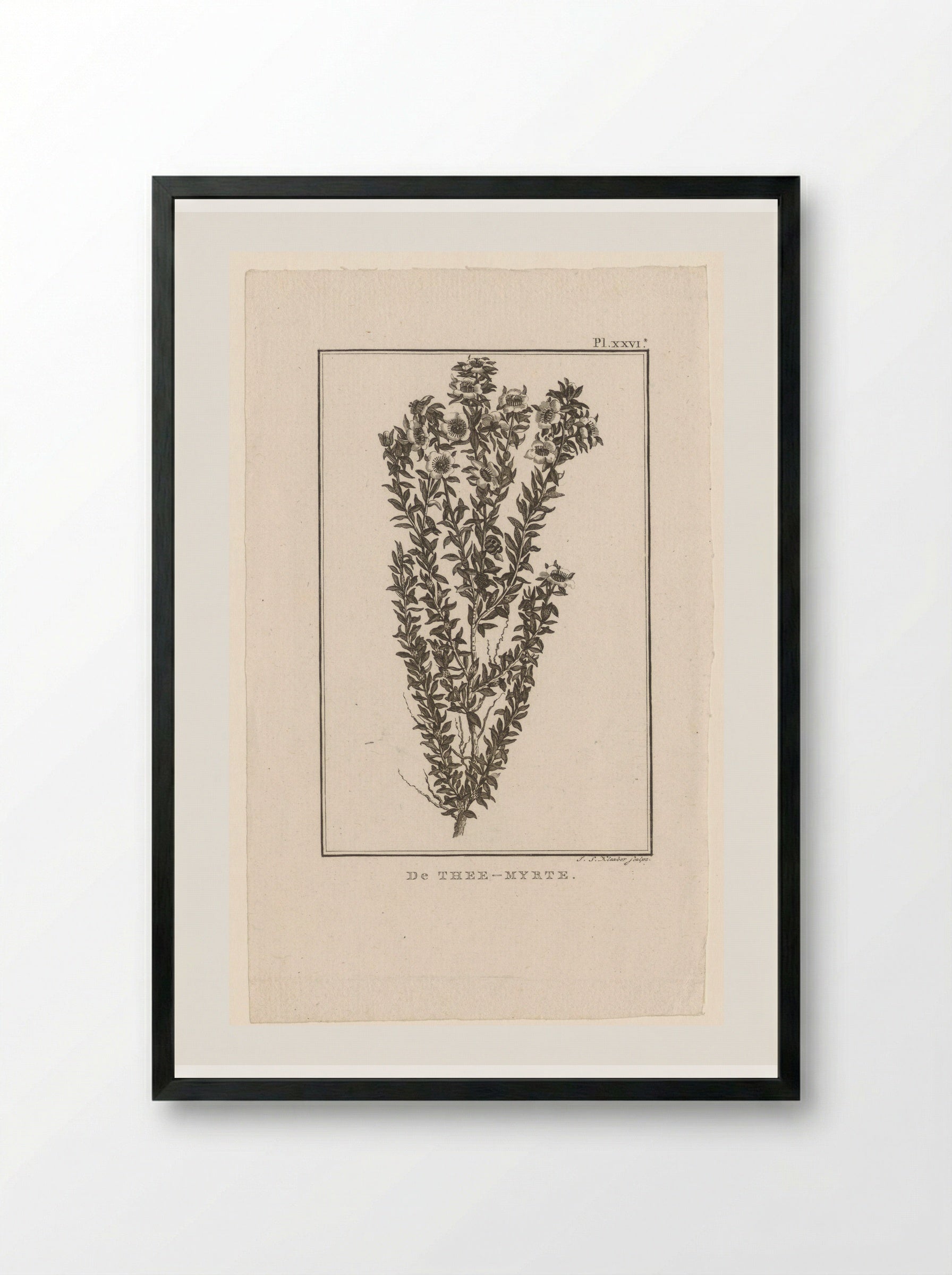 De Thee-Myrte - J.S. Klauber - Framed Print Black