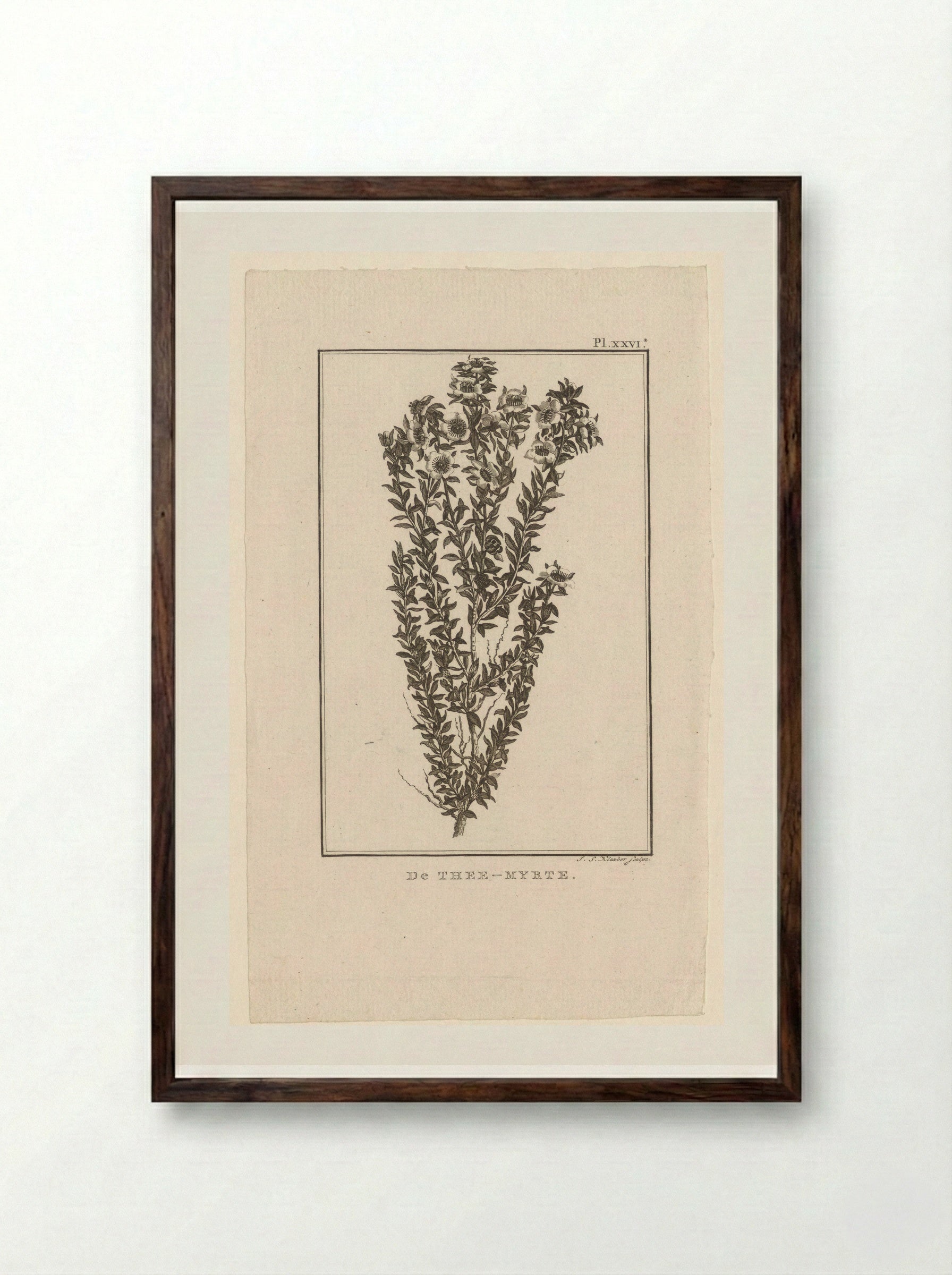 De Thee-Myrte - J.S. Klauber - Framed Print Dark Wood