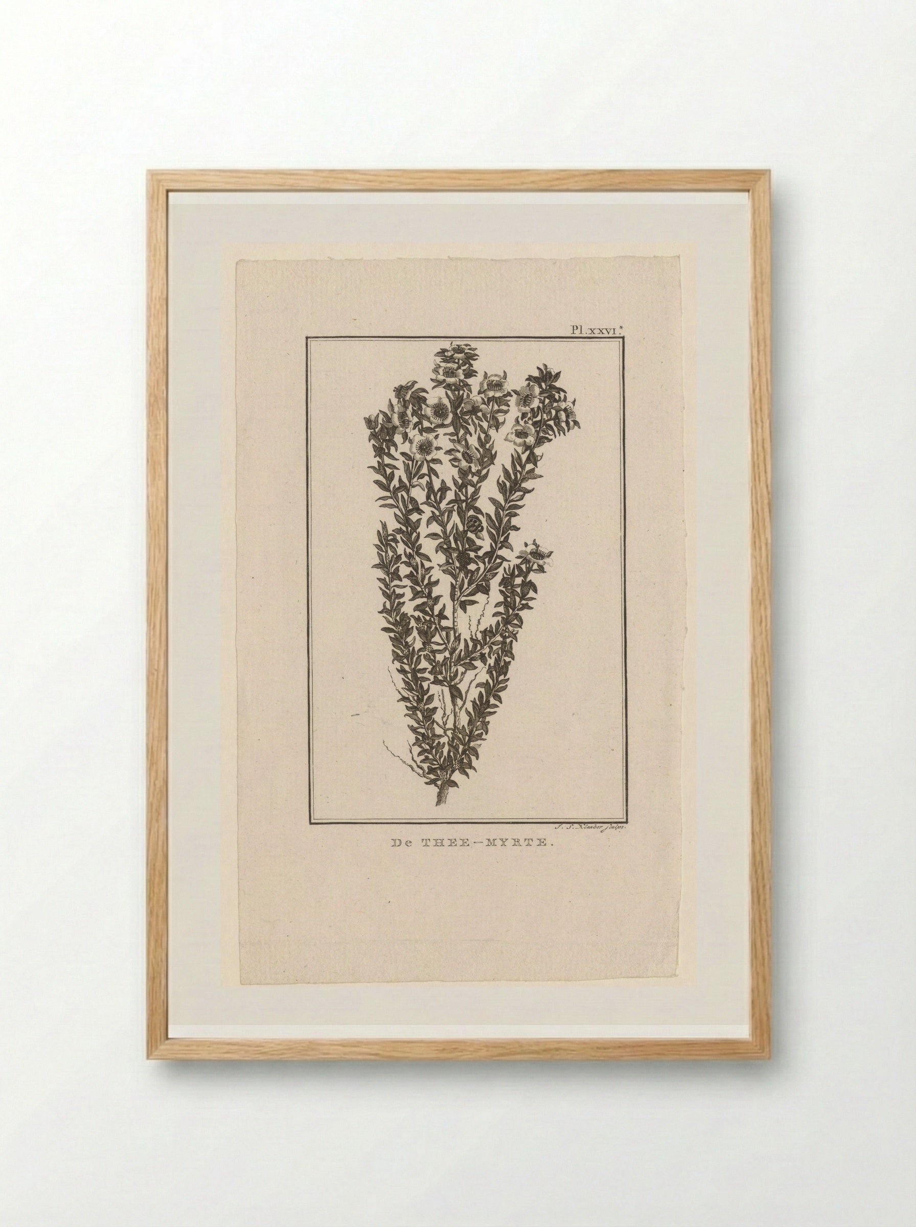 De Thee-Myrte - J.S. Klauber - Framed Print Wood