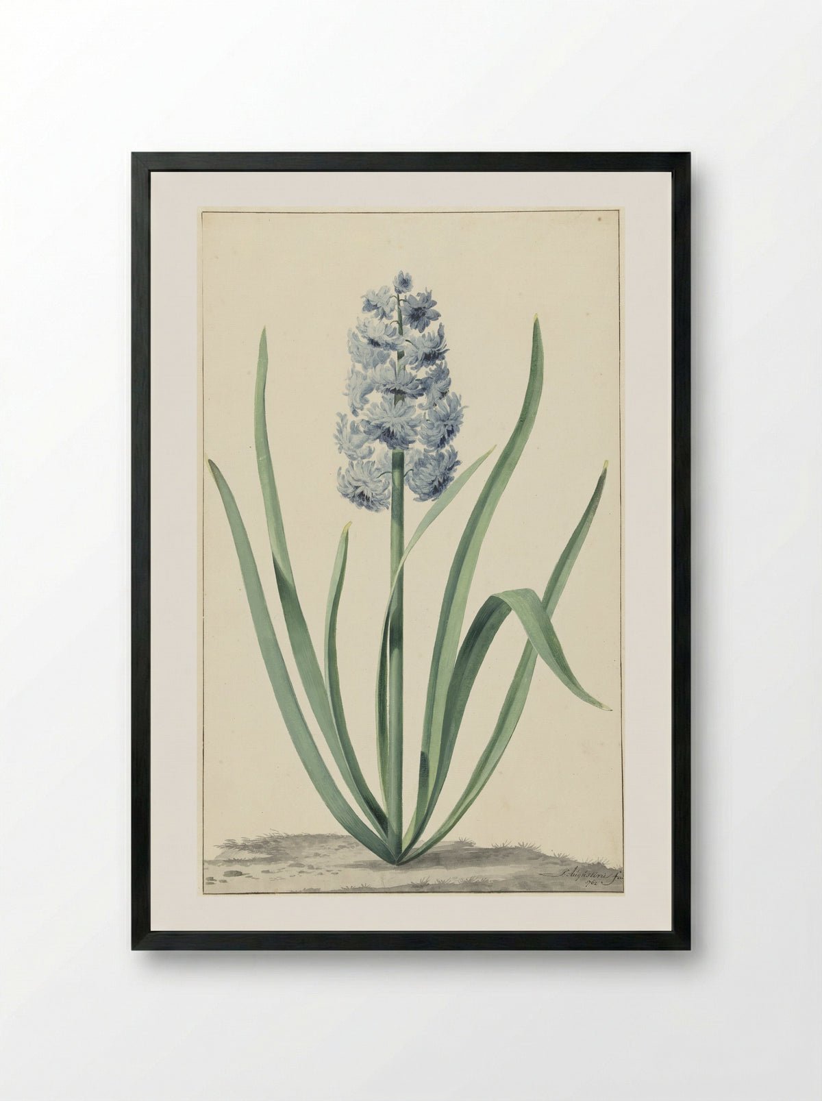 De blauwe hyacint Franciscus Primus - Jan Augustini - Framed Print Black