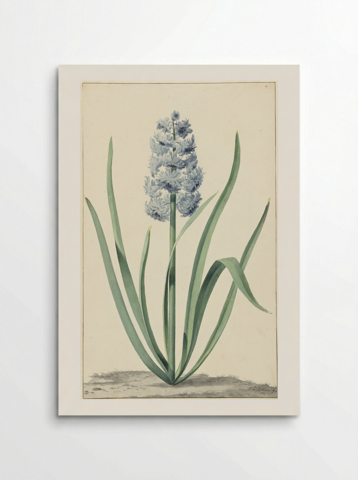 De blauwe hyacint Franciscus Primus - Jan Augustini - Poster