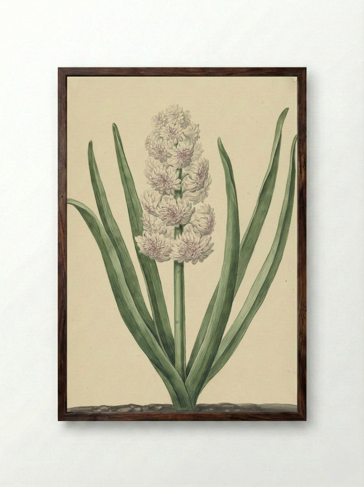 De rozewitte hyacint Staaten Generaal - Abraham Hendrik van Beesten - Framed Print Dark Wood