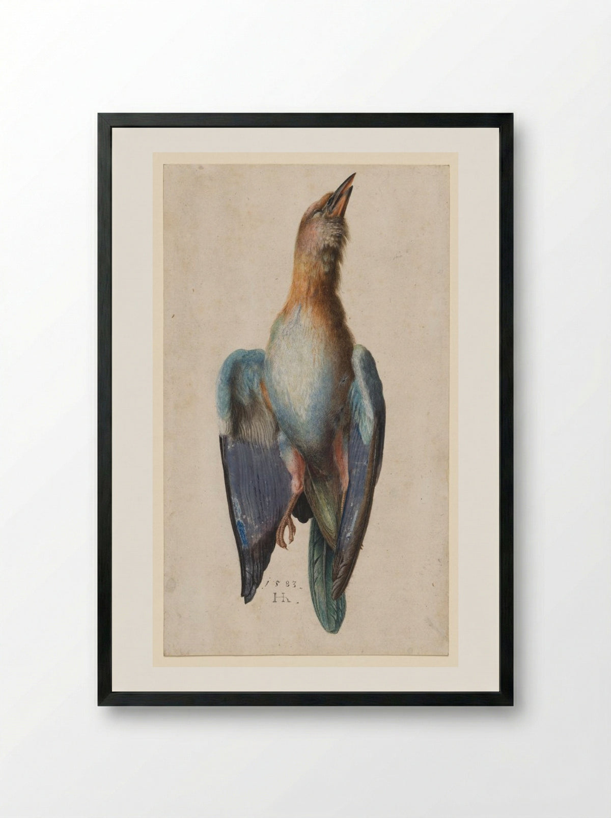 Dead Blue Roller - Hans Hoffmann - Framed Print Black