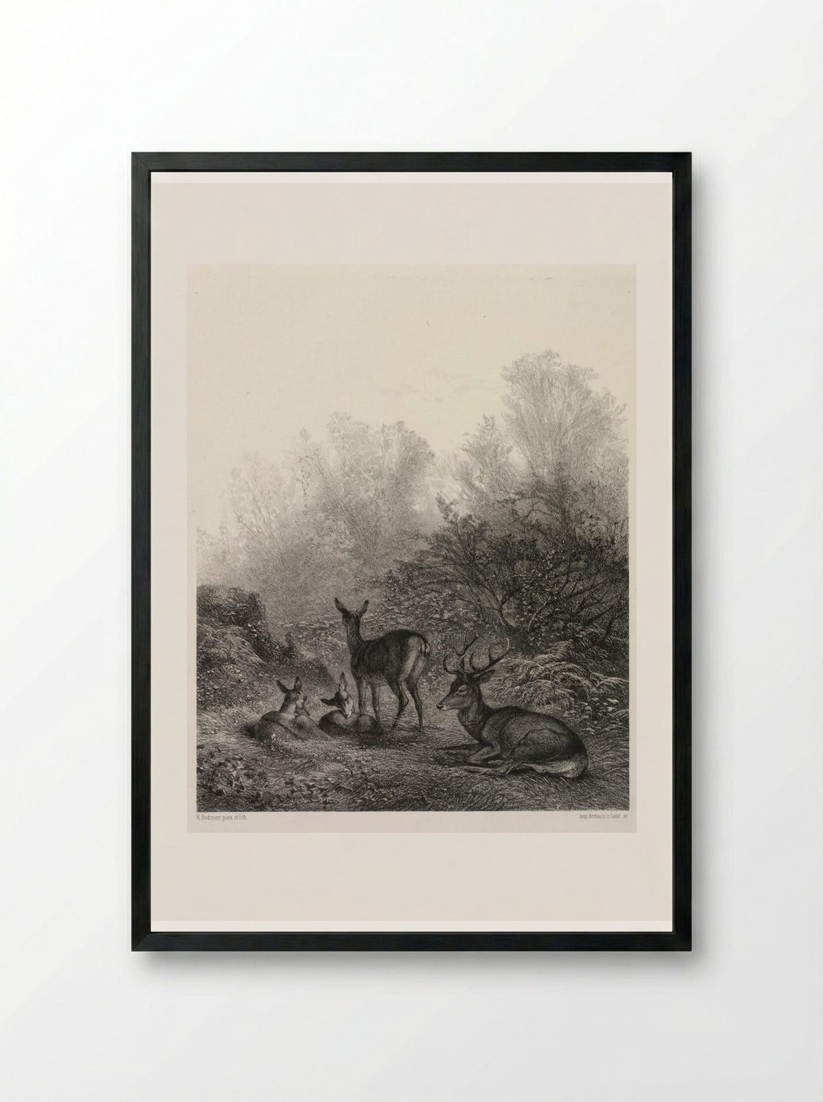 Deer at Rest - Karl Bodmer - Framed Print Black