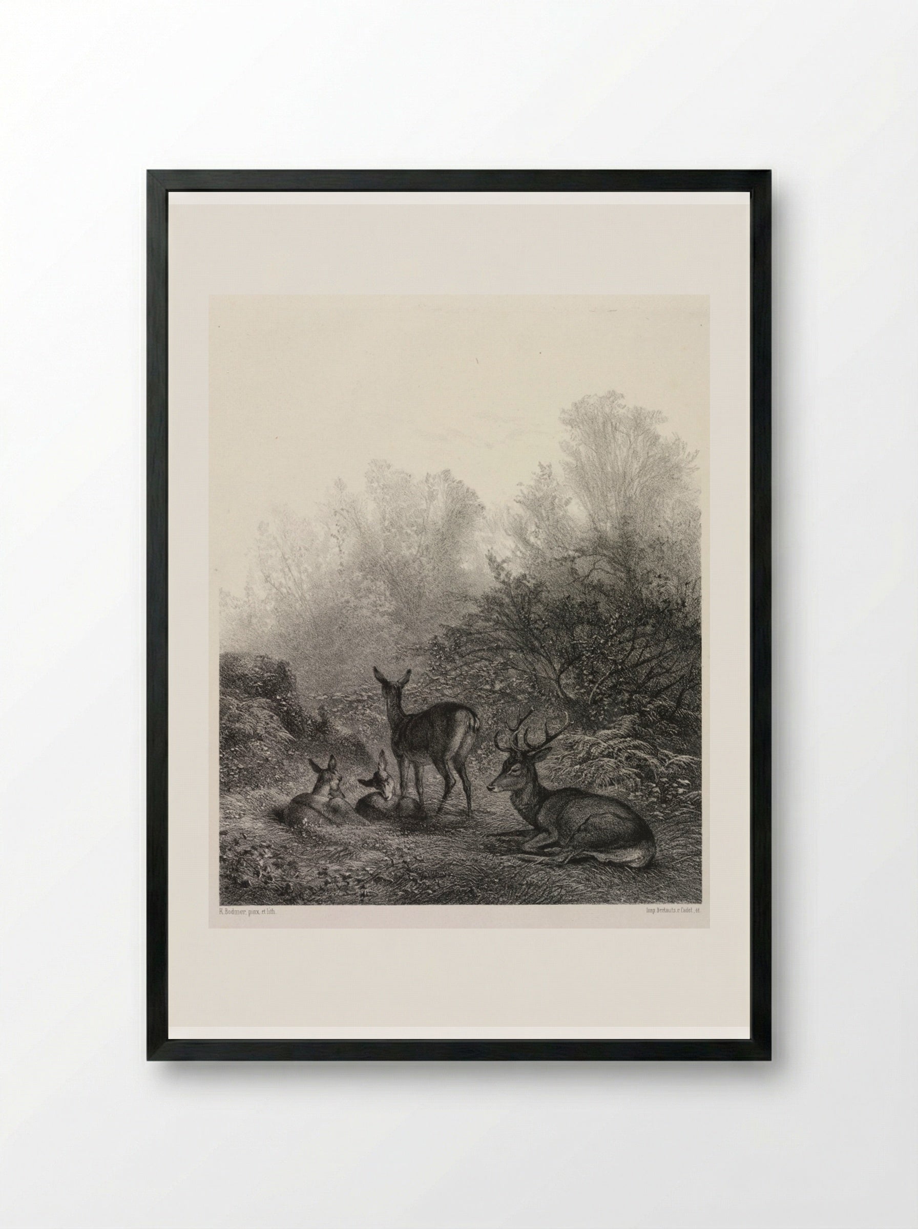 Deer at Rest - Karl Bodmer - Framed Print Black