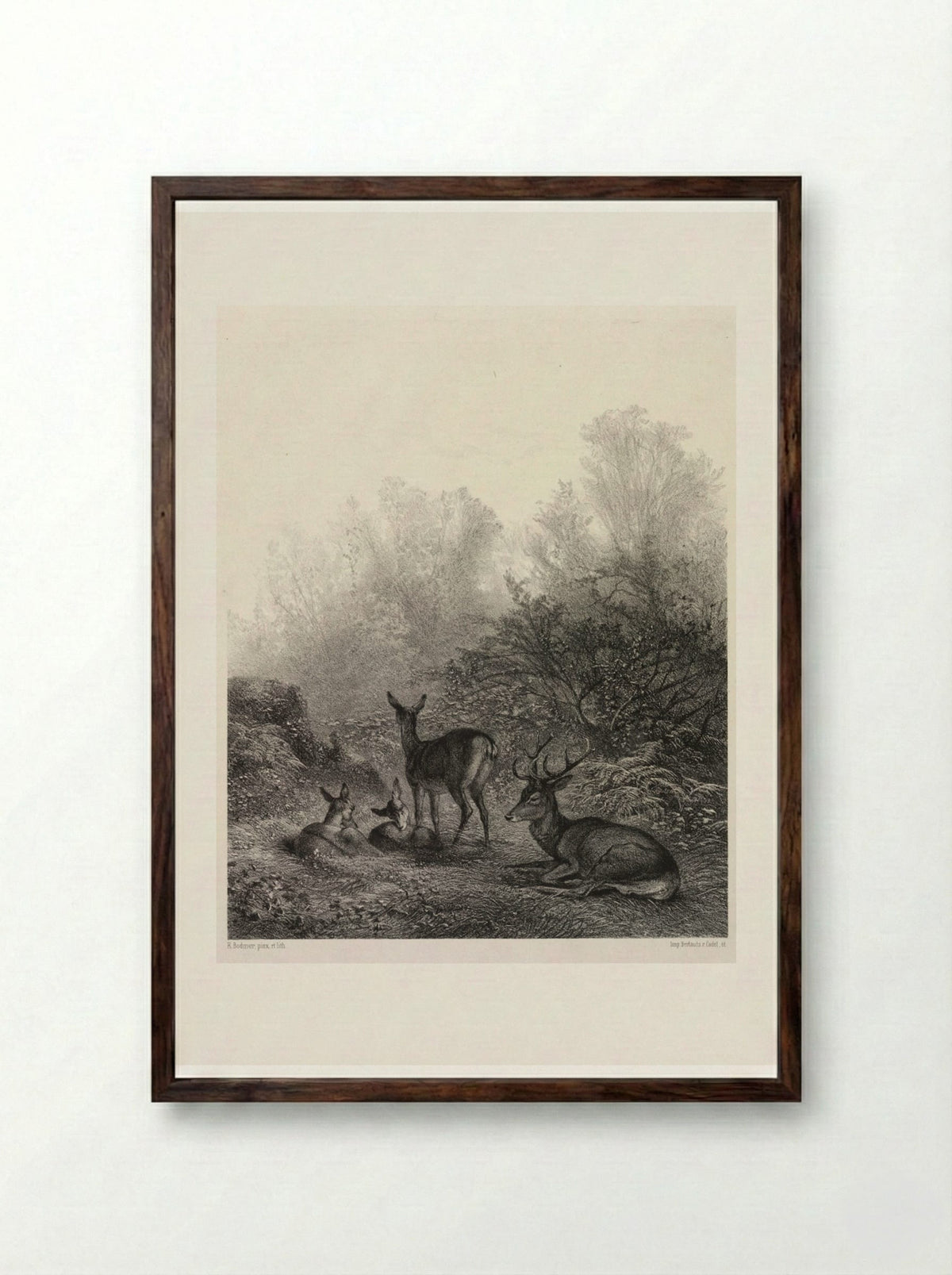 Deer at Rest - Karl Bodmer - Framed Print Dark Wood