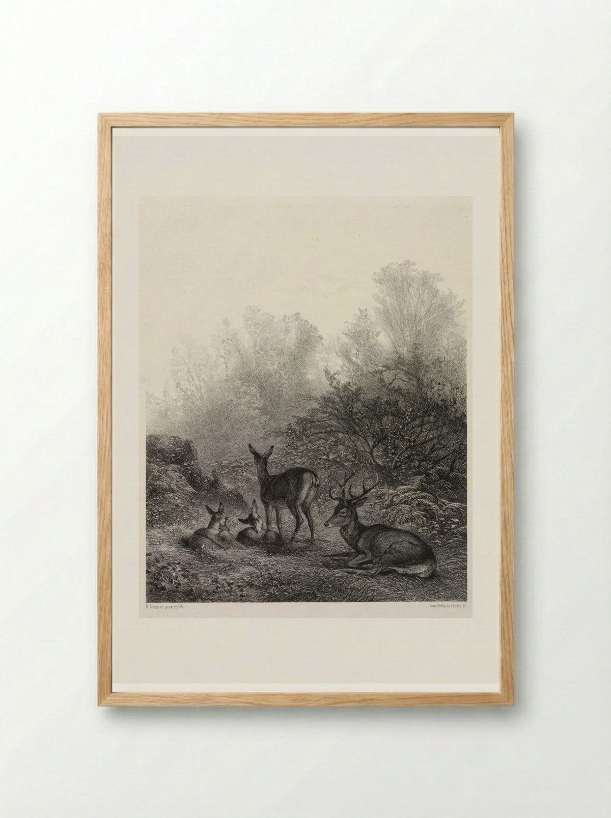 Deer at Rest - Karl Bodmer - Framed Print Wood