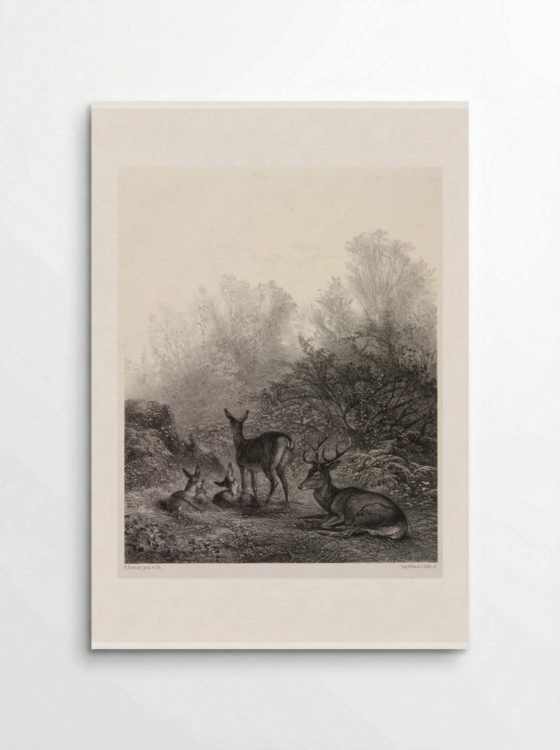 Deer at Rest - Karl Bodmer - Poster