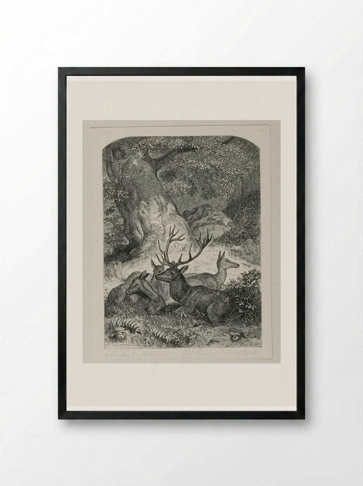 Deer in the Forest - Edward Dalziel - Framed Print Black