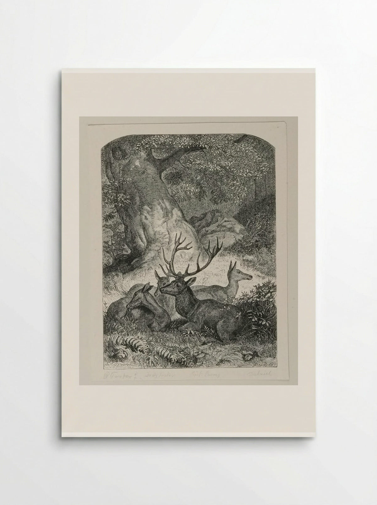 Deer in the Forest - Edward Dalziel - Poster