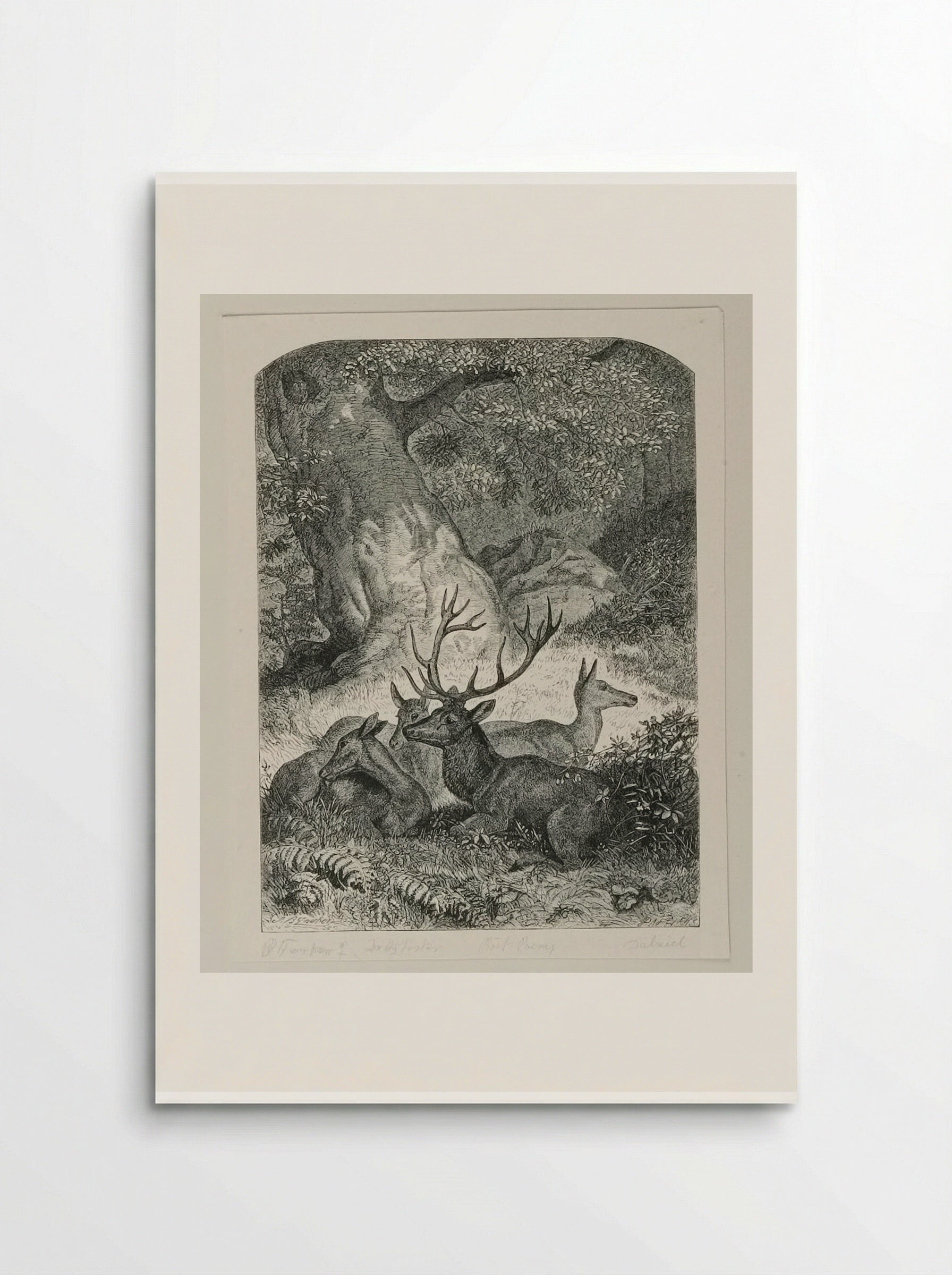 Deer in the Forest - Edward Dalziel - Poster