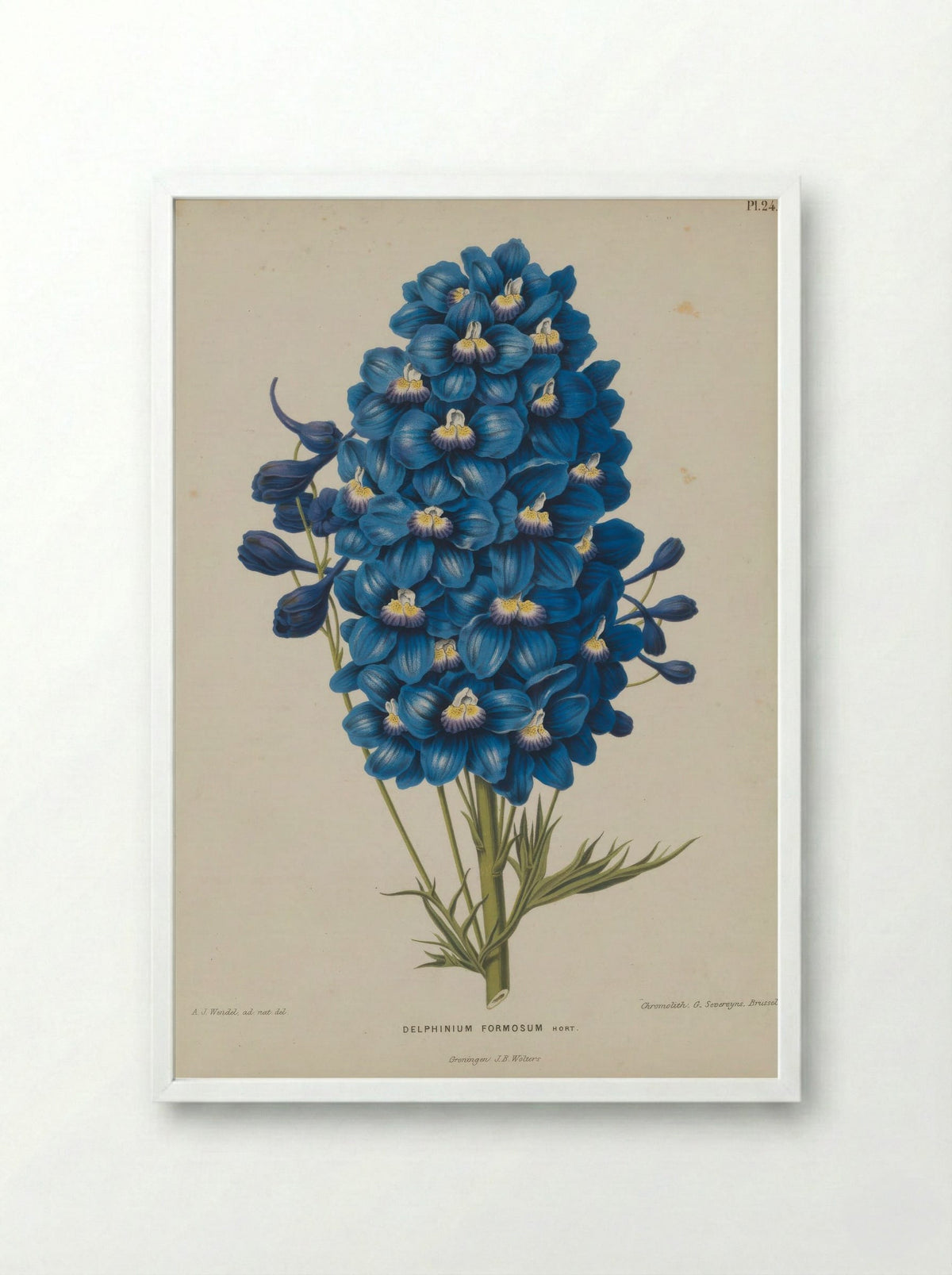 Delphinium Formosum Boiss A Huet - A. J. Wendel - Framed Print White