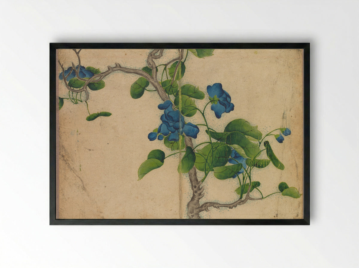 Desk Album: Flower and Bird Paintings (Climbing Blue Flowers) - Zhang Ruoai - Framed Print Black