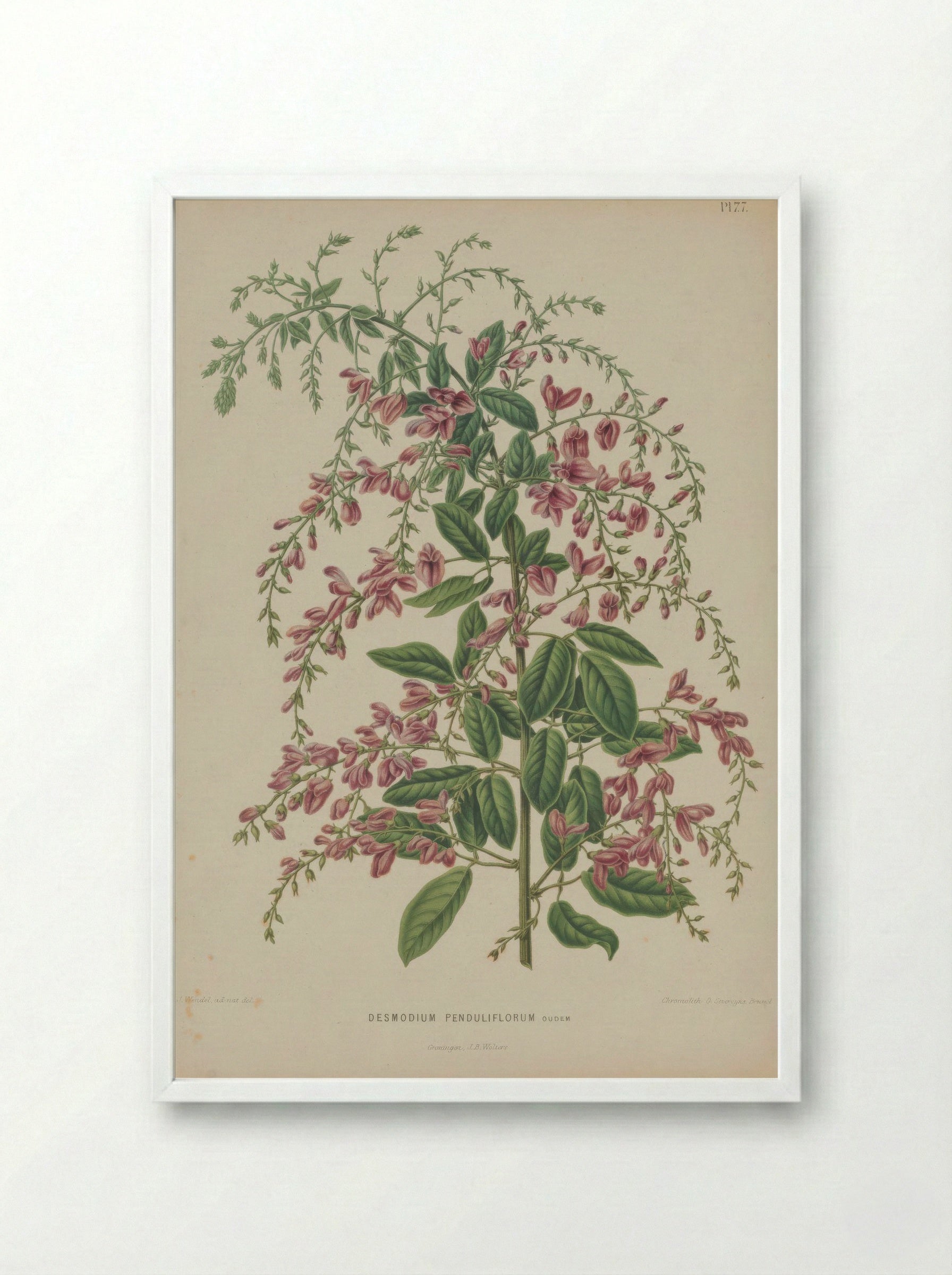 Desmodium Penduliflorum Oudem. - A. J. Wendel - Framed Print White