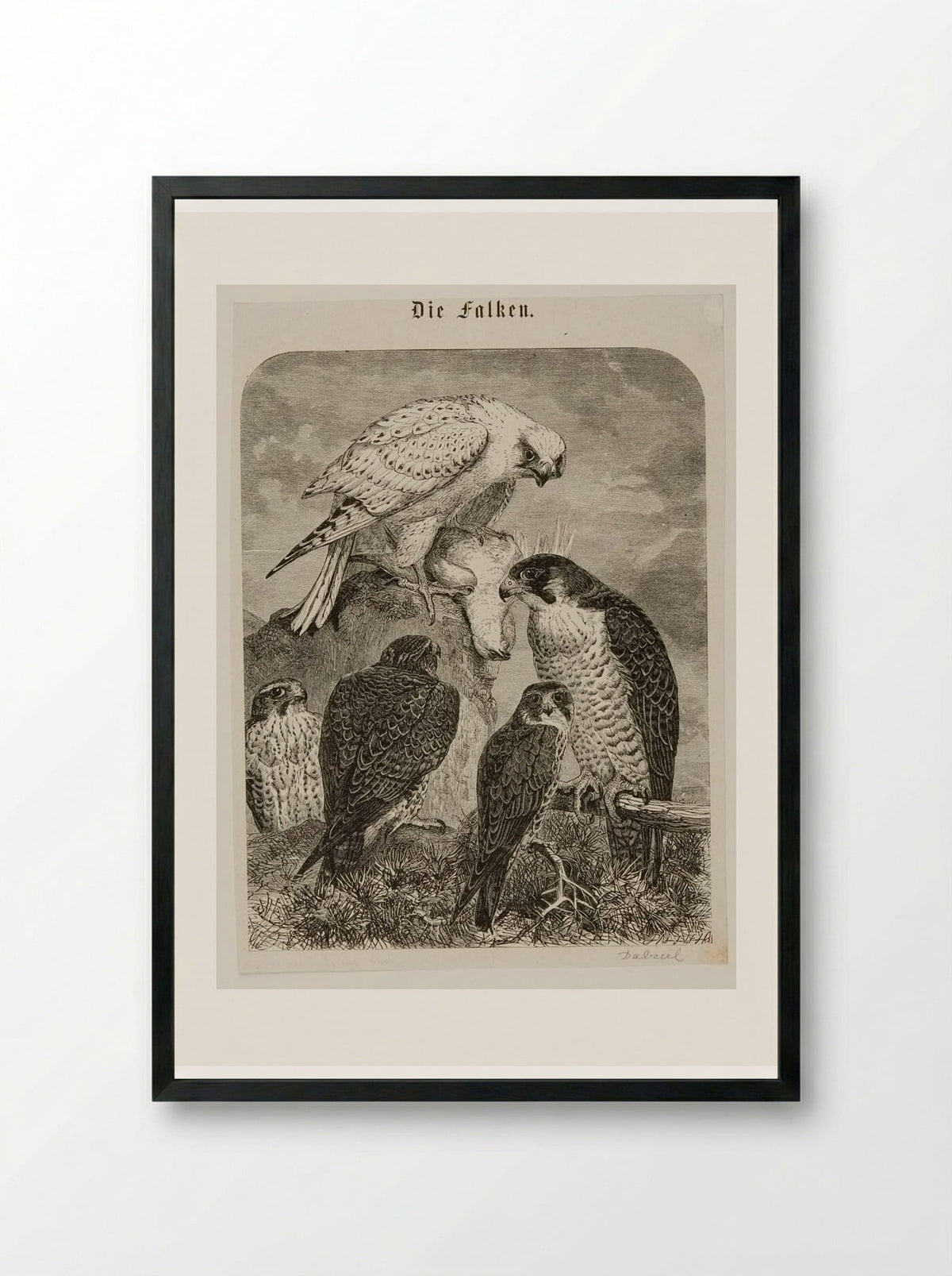 Die Falken (The Hawks) - Edward Dalziel - Framed Print Black