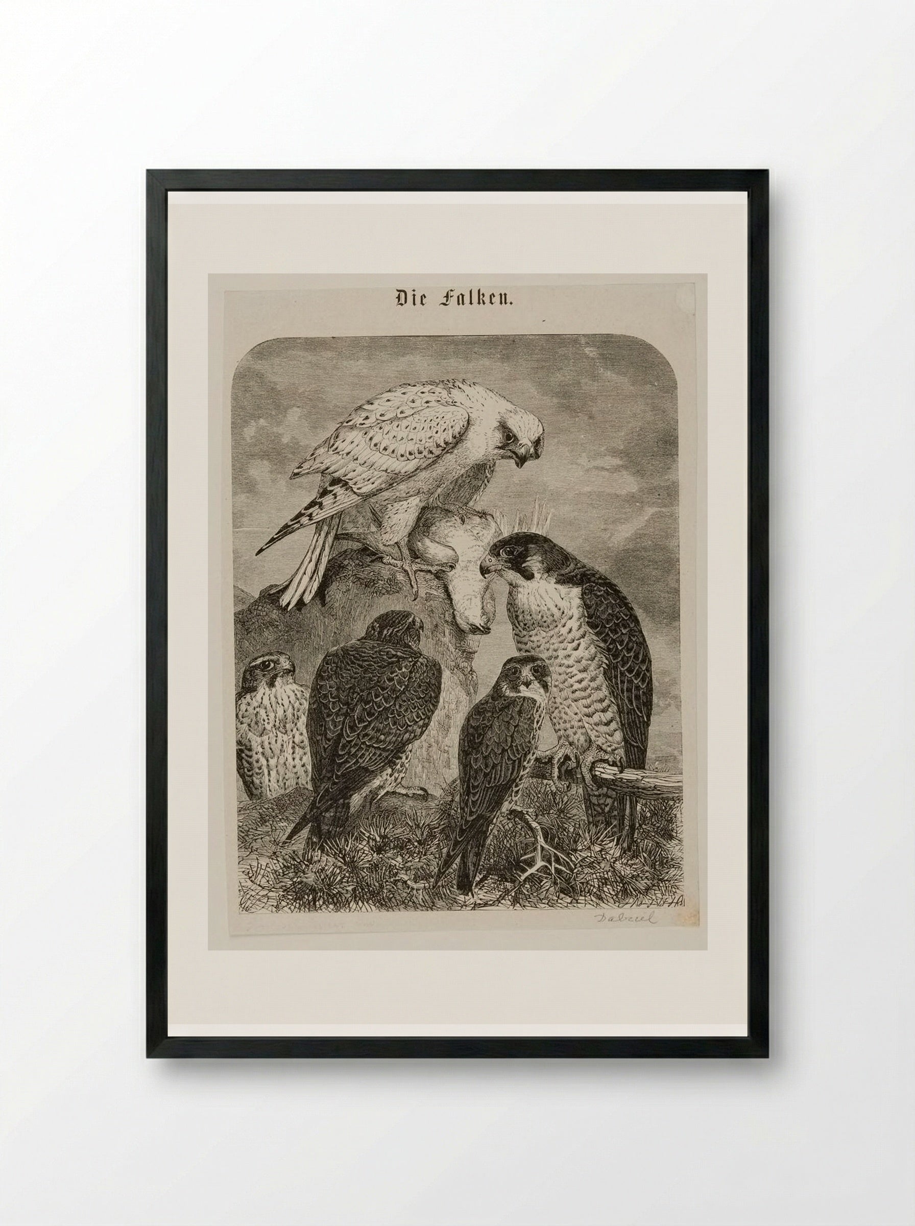 Die Falken (The Hawks) - Edward Dalziel - Framed Print Black