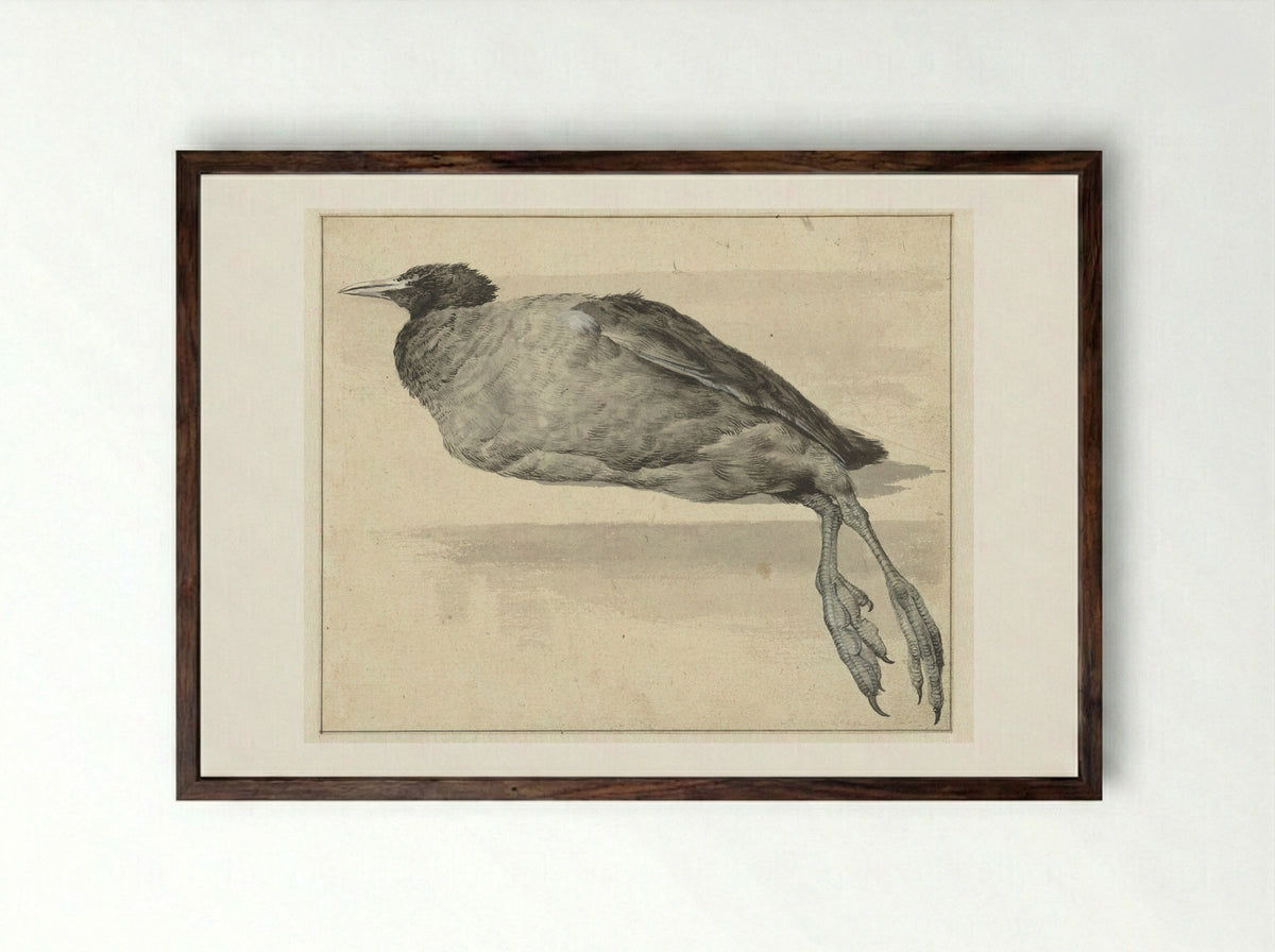 Dode meerkoet (Dead Coot) - Rochus van Veen - Framed Print Dark Wood