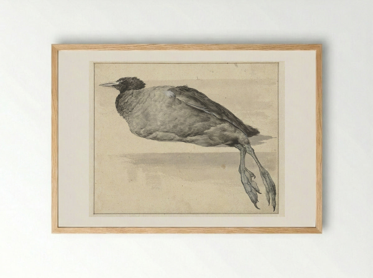Dode meerkoet (Dead Coot) - Rochus van Veen - Framed Print Wood