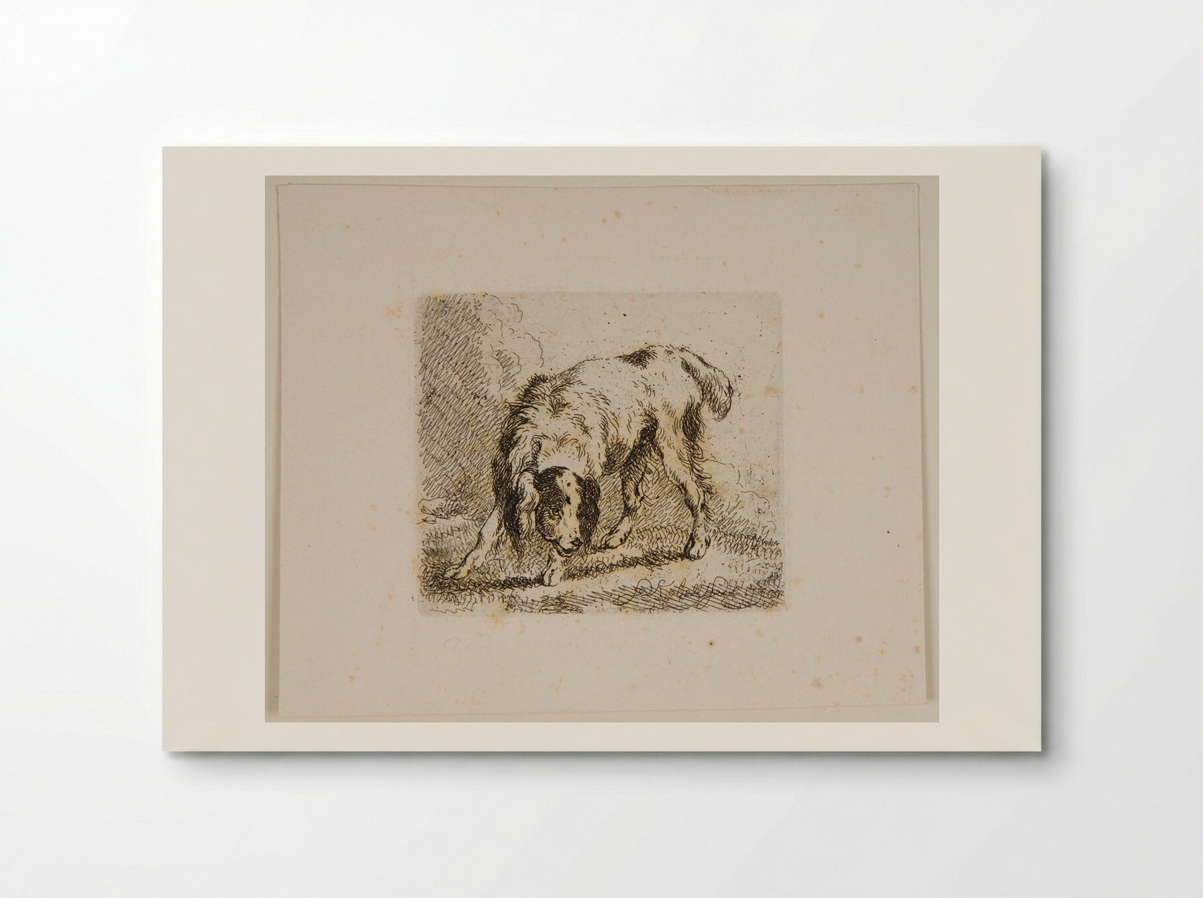 Dog (Etching) - Ferdinand Kobell - Poster