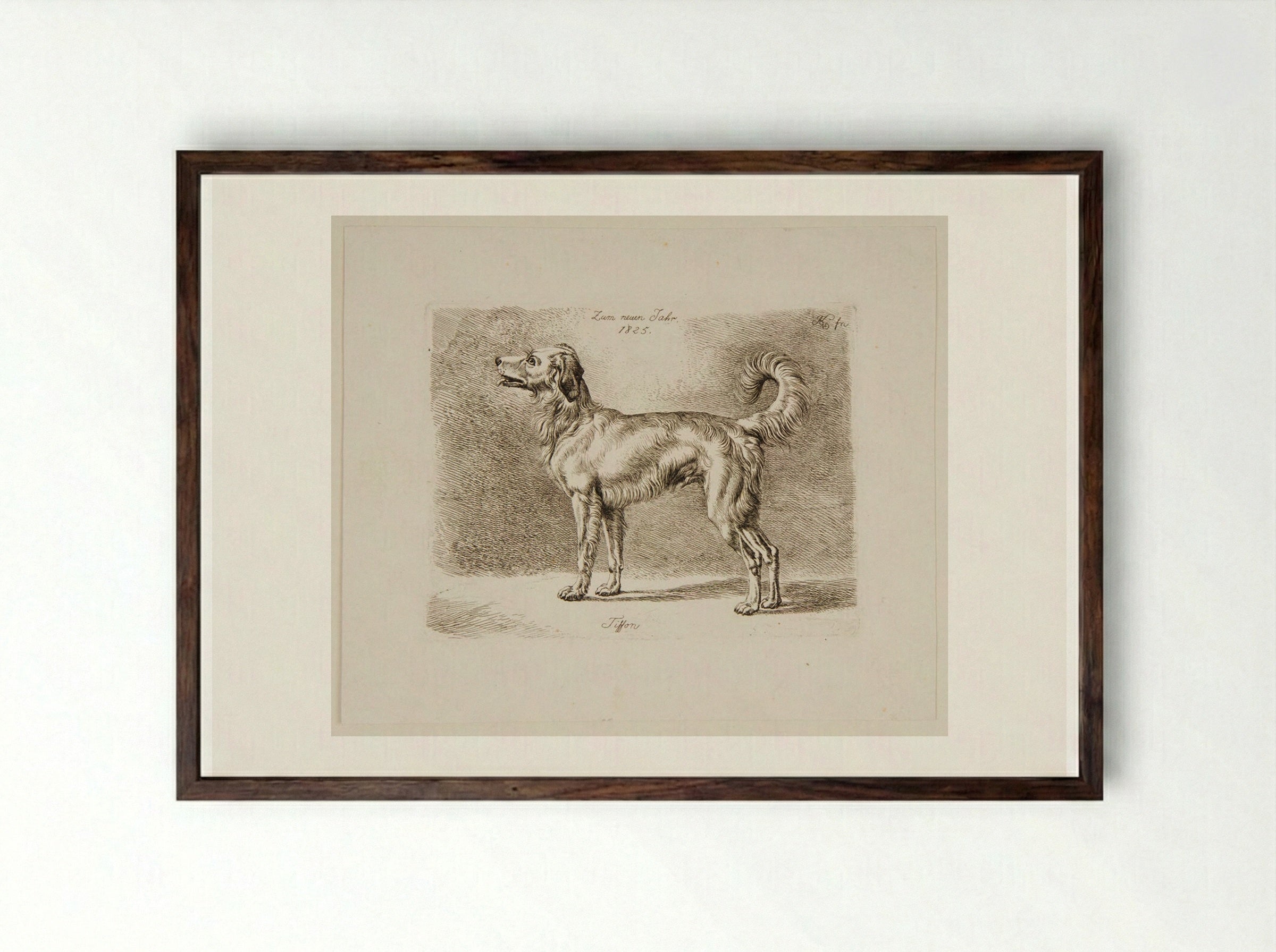 Dog, Tiffon - Johann Adam Klein - Framed Print Dark Wood