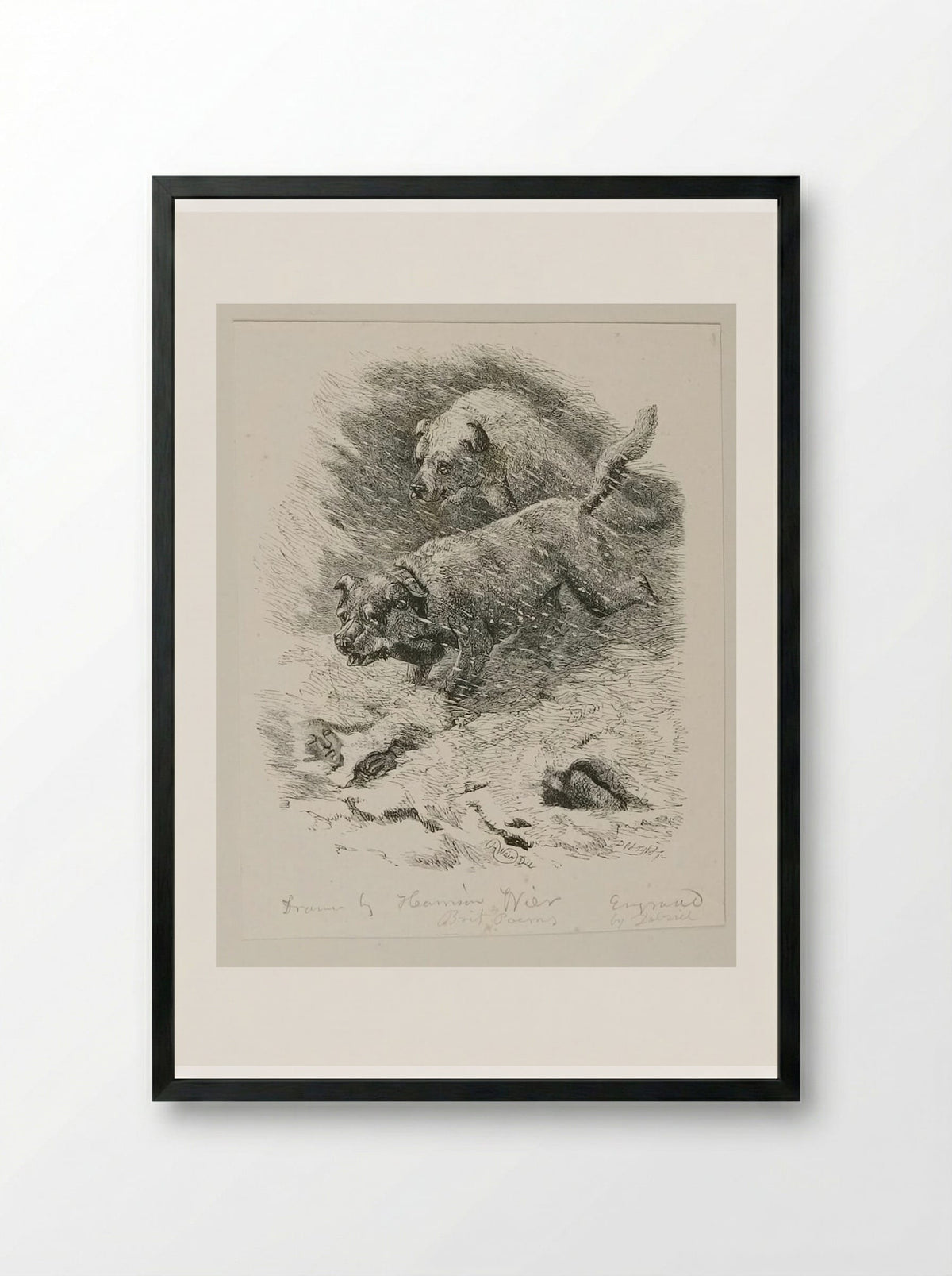 Dogs of S. Bernard - Edward Dalziel - Framed Print Black