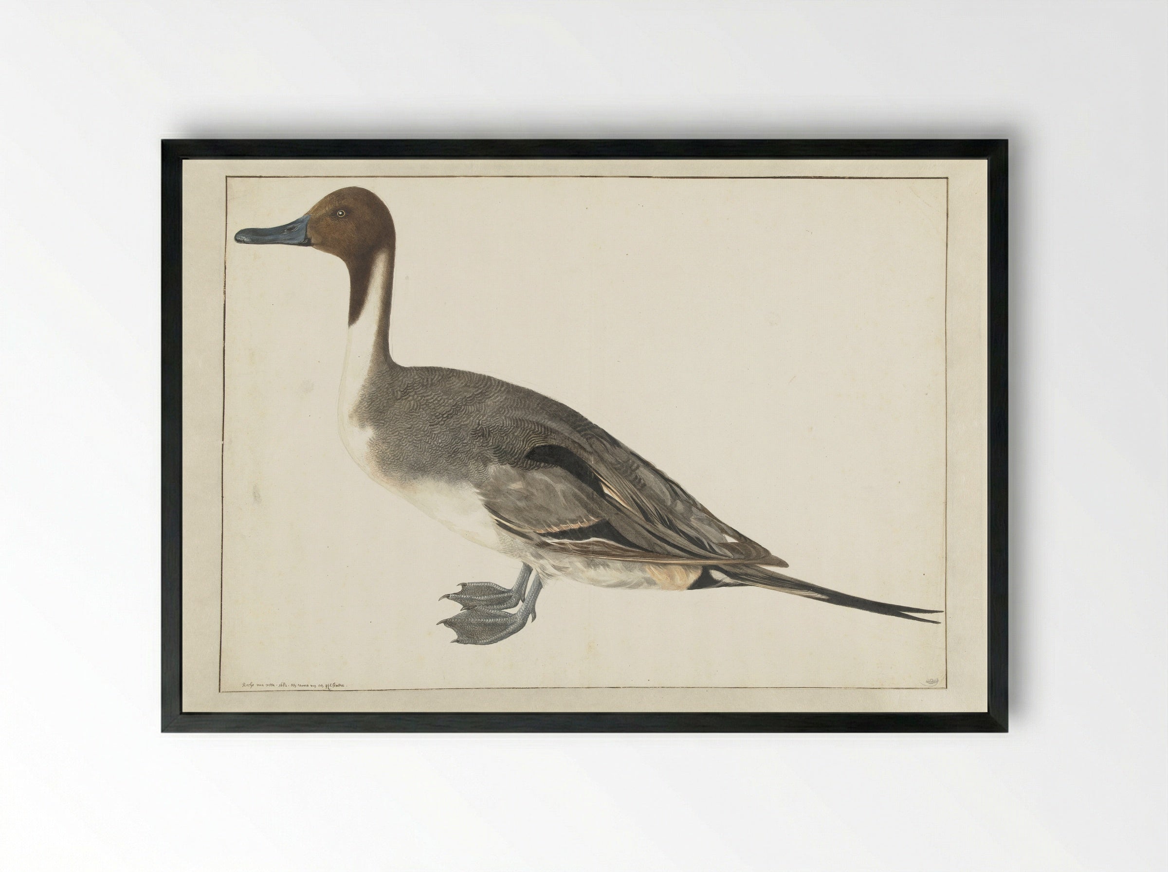 Drake Pintail - Rochus van Veen - Framed Print Black