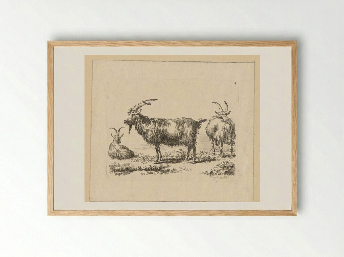 Drie geiten - François Vivares - Framed Print Wood
