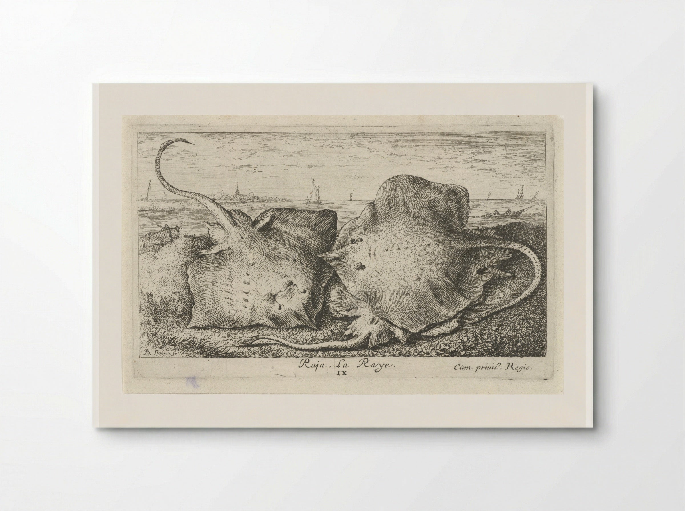 Drie roggen op het strand - Albert Flamen - Poster