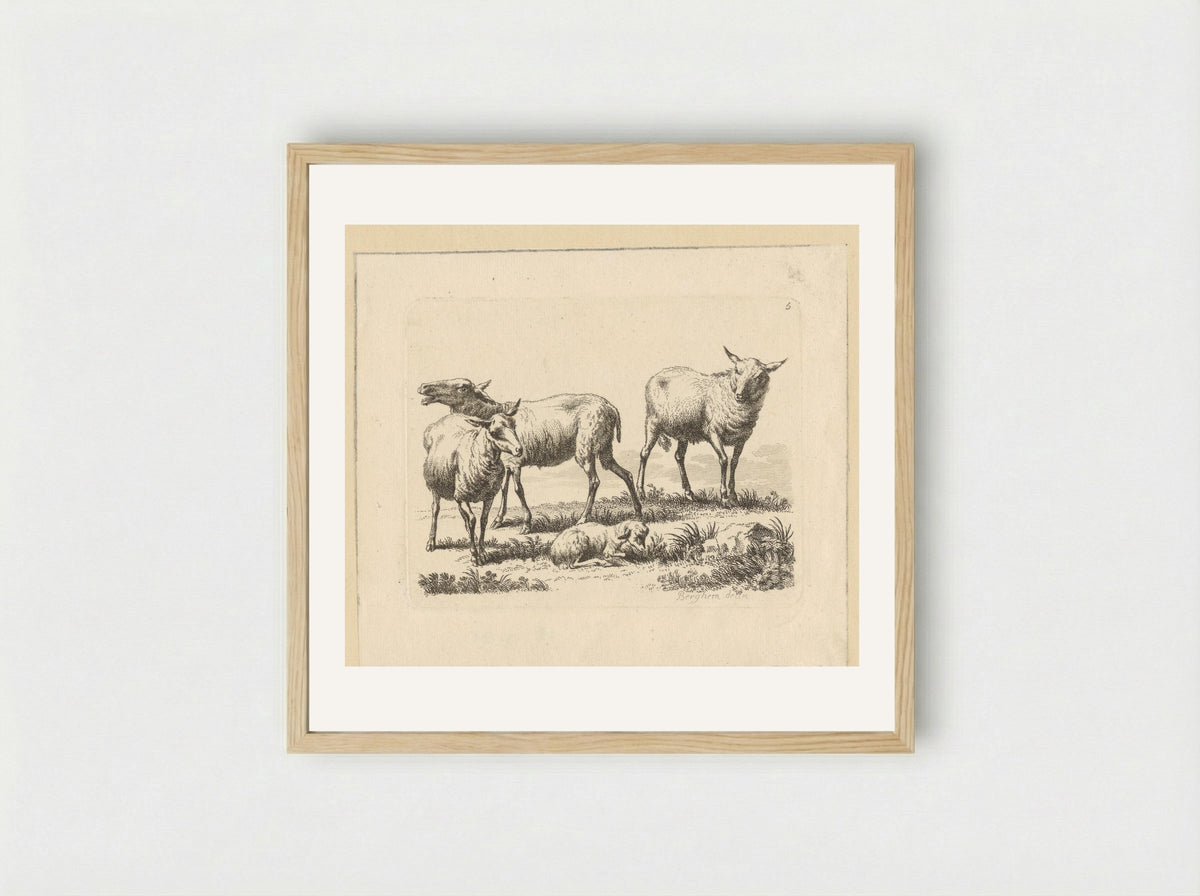 Drie schapen en een lam - François Vivares - Framed Print Wood