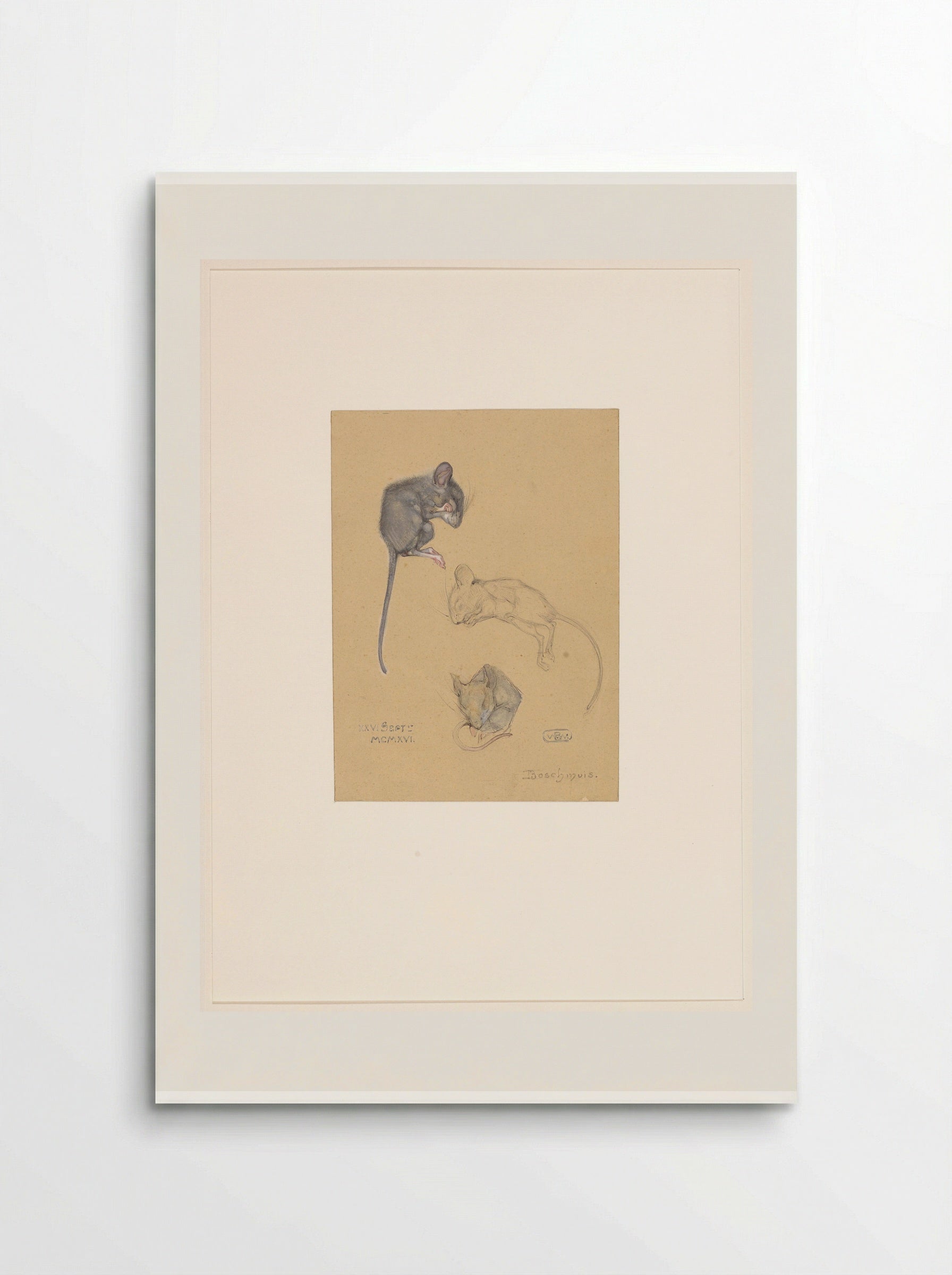 Drie studies van een bosmuis - Bernard Willem Wierink - Poster
