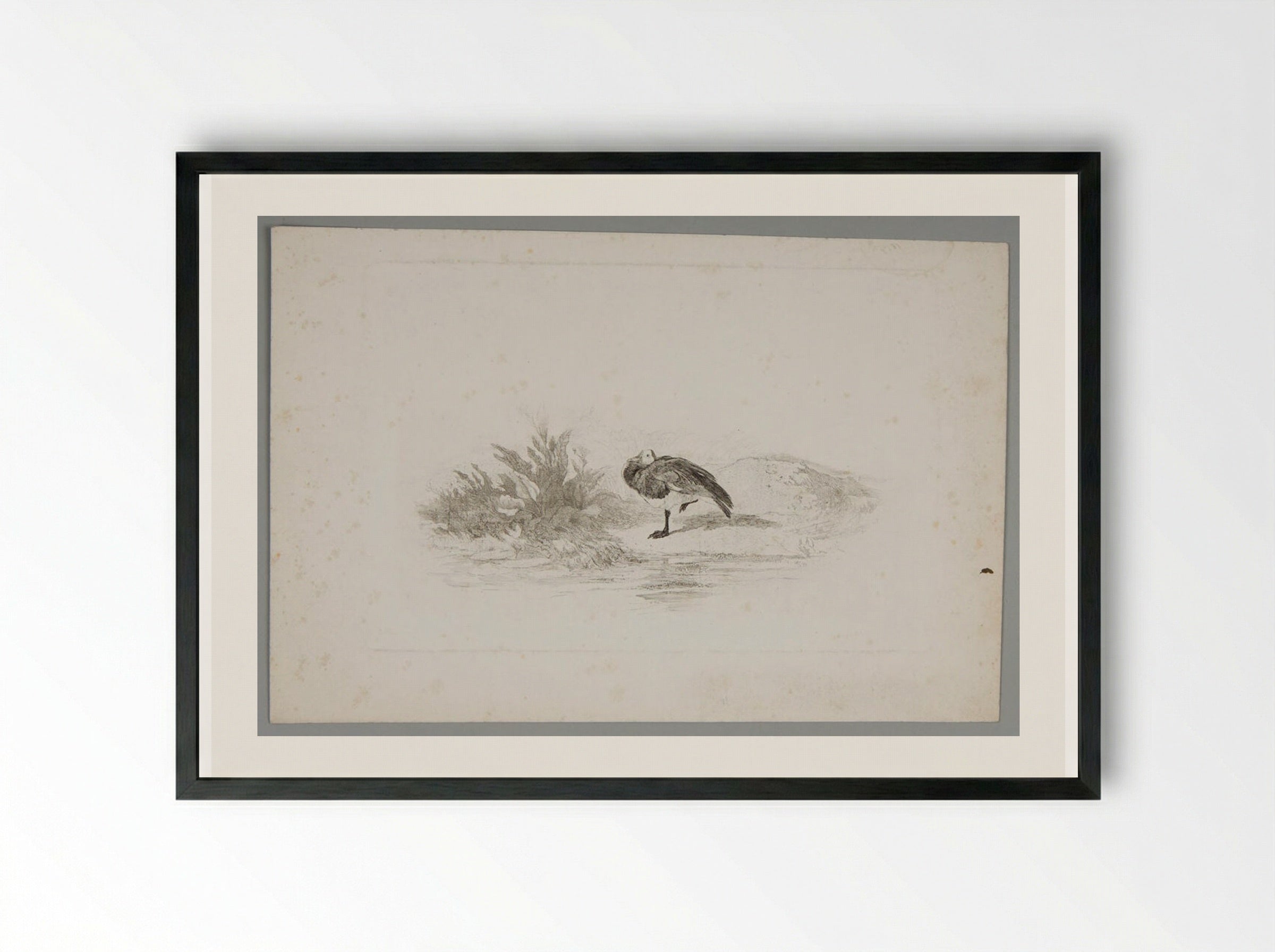 Duck Standing on One Leg - Karl Bodmer - Framed Print Black