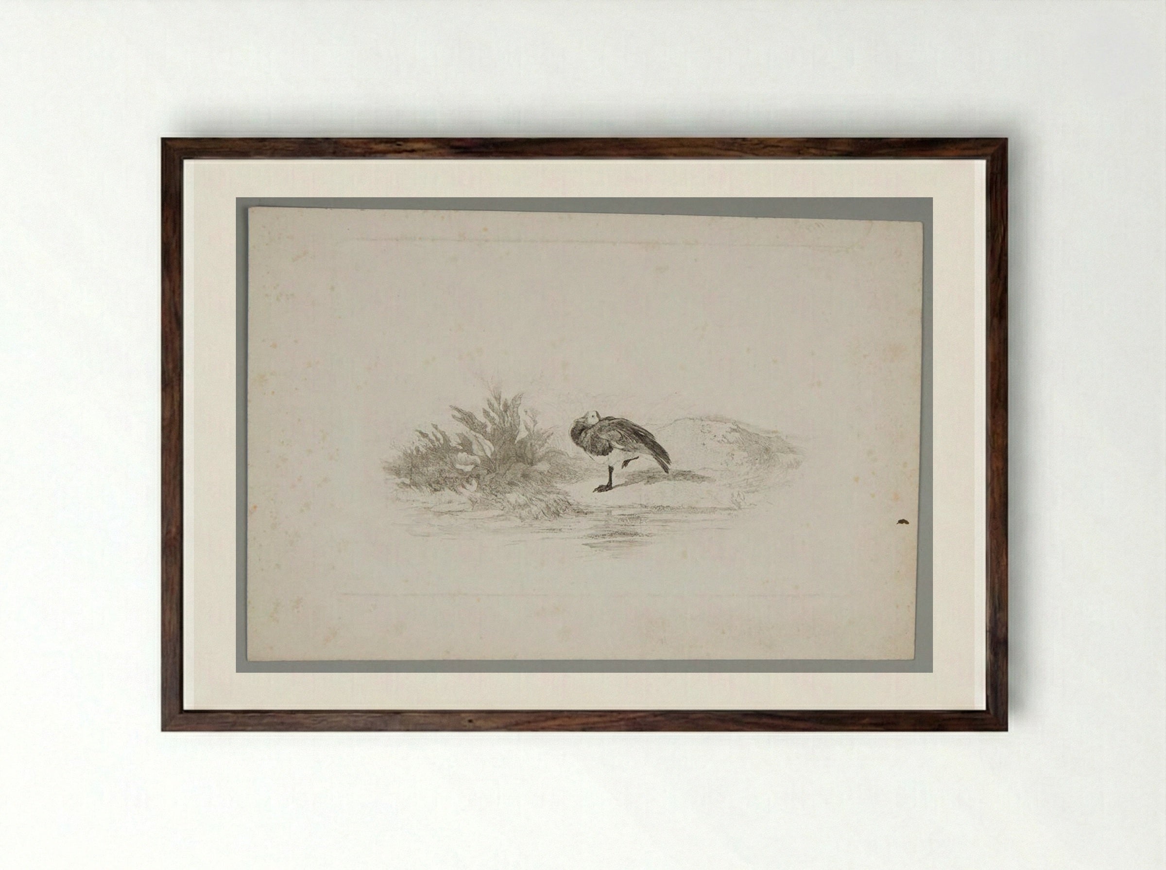 Duck Standing on One Leg - Karl Bodmer - Framed Print Dark Wood