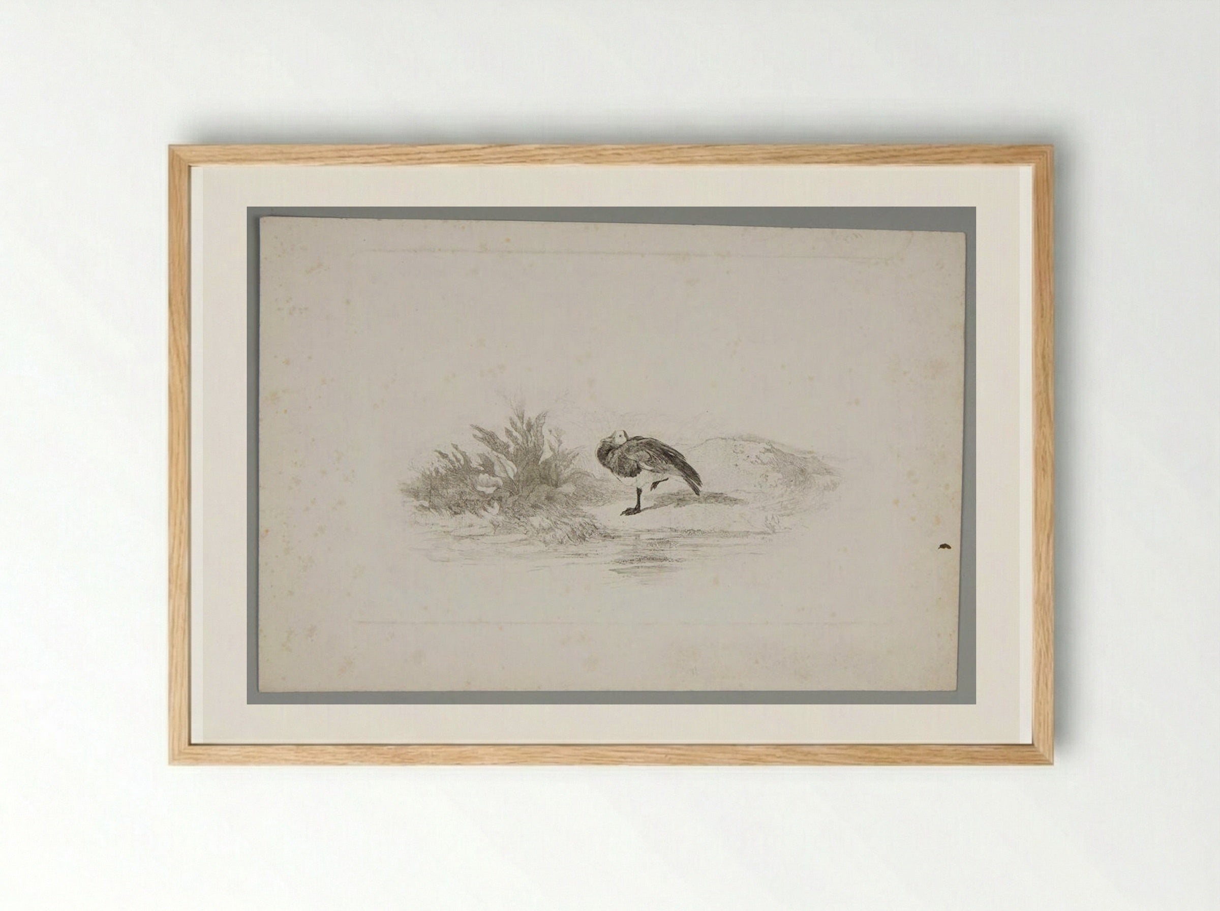 Duck Standing on One Leg - Karl Bodmer - Framed Print Wood