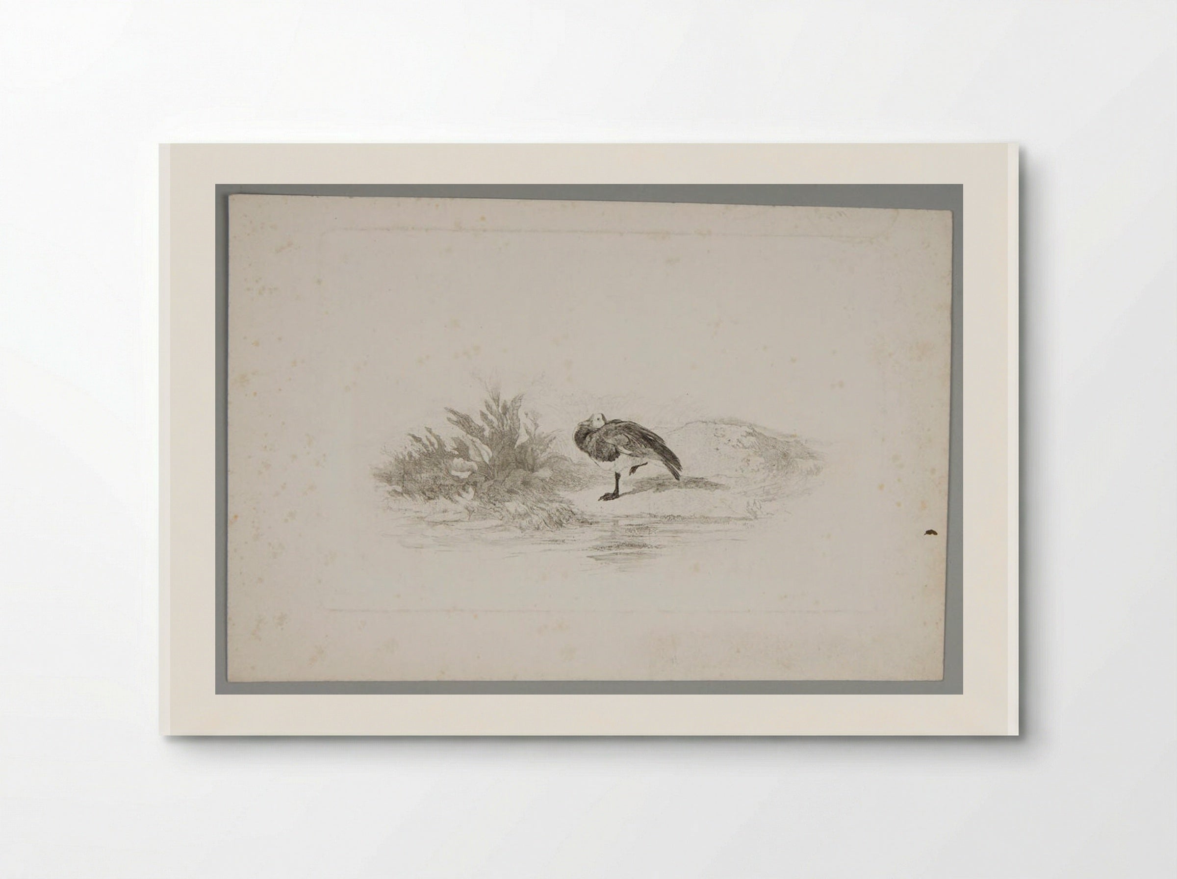 Duck Standing on One Leg - Karl Bodmer - Poster