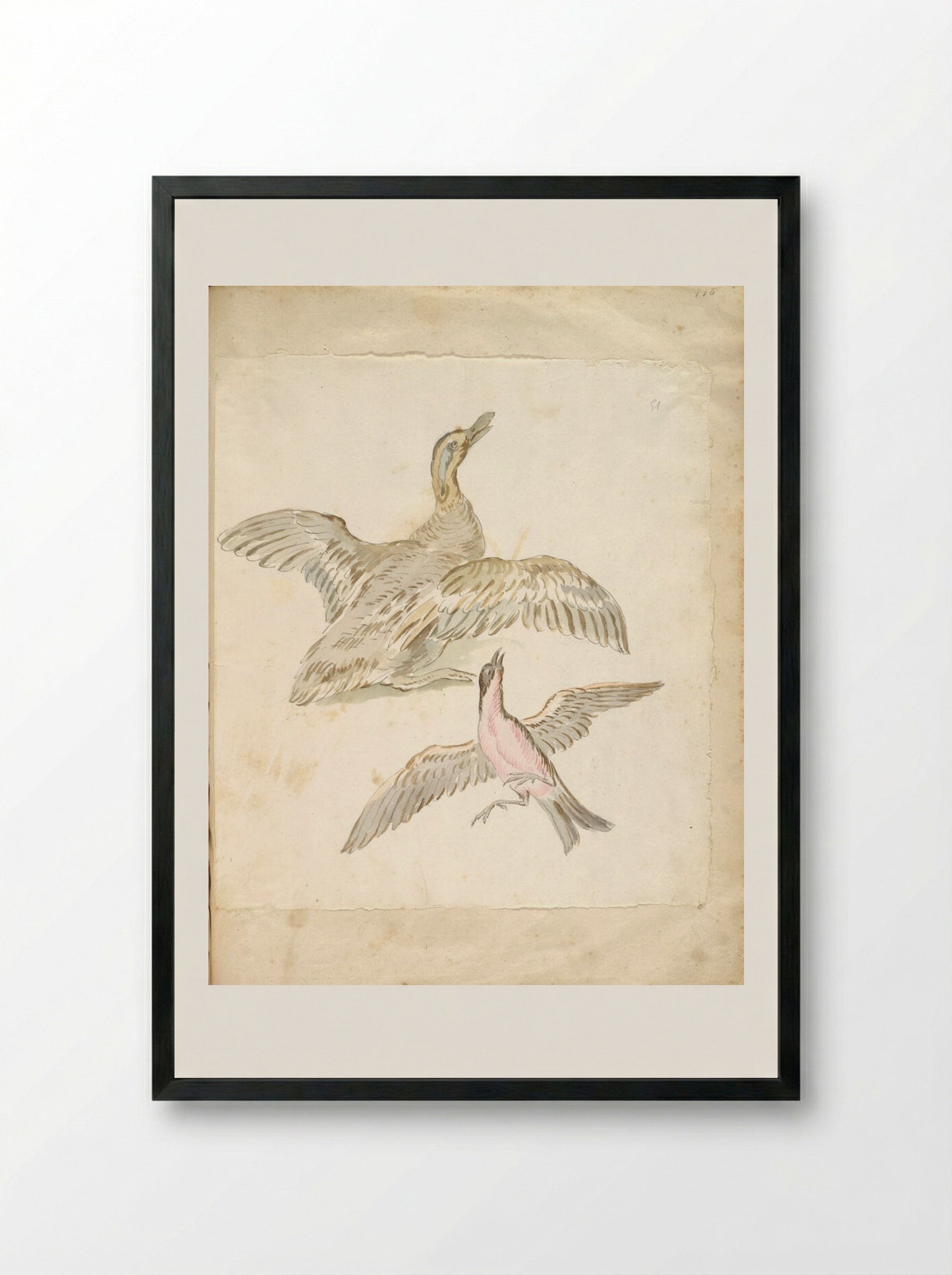 Duck and Bird, both with Wings Extended - Jean-Baptiste Oudry - Framed Print Black