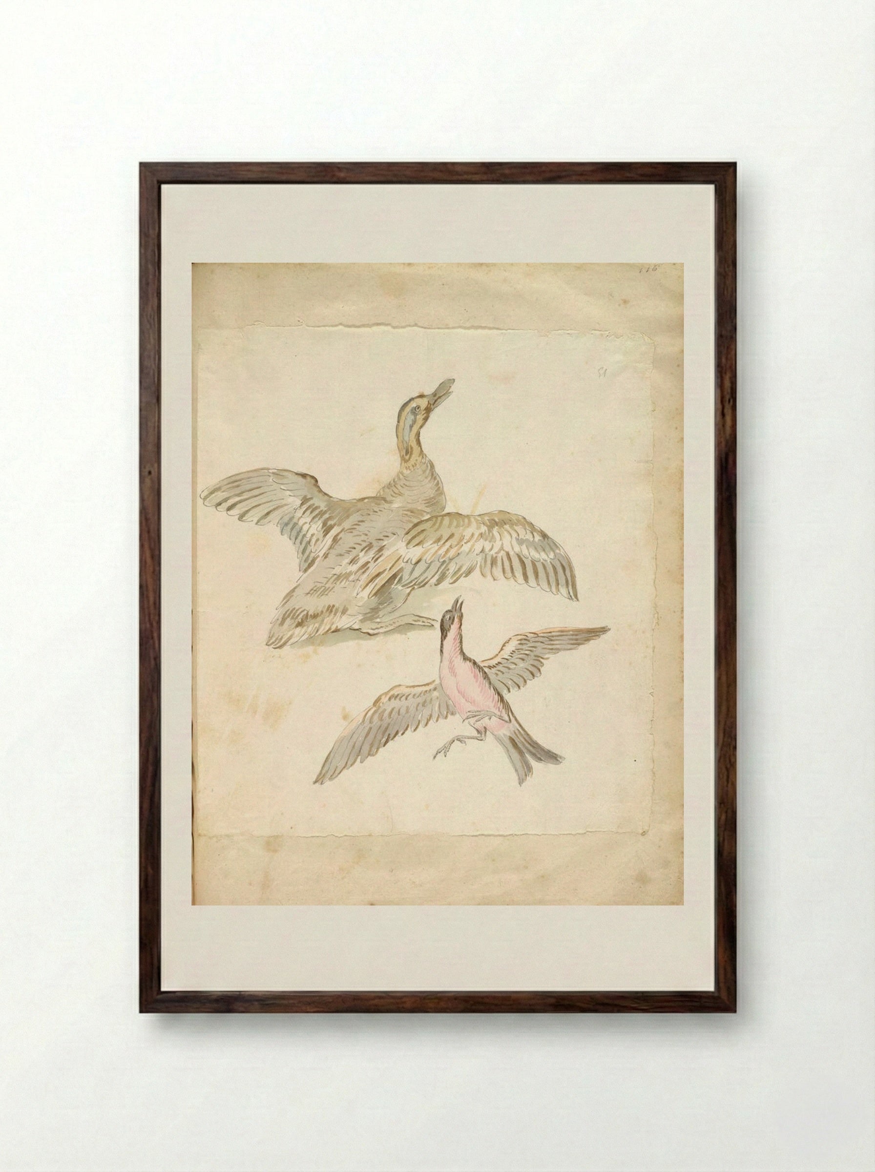 Duck and Bird, both with Wings Extended - Jean-Baptiste Oudry - Framed Print Dark Wood